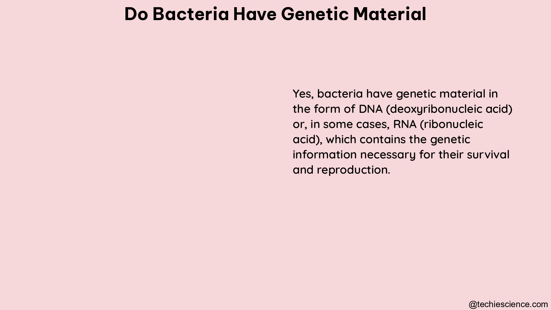 do bacteria have genetic material