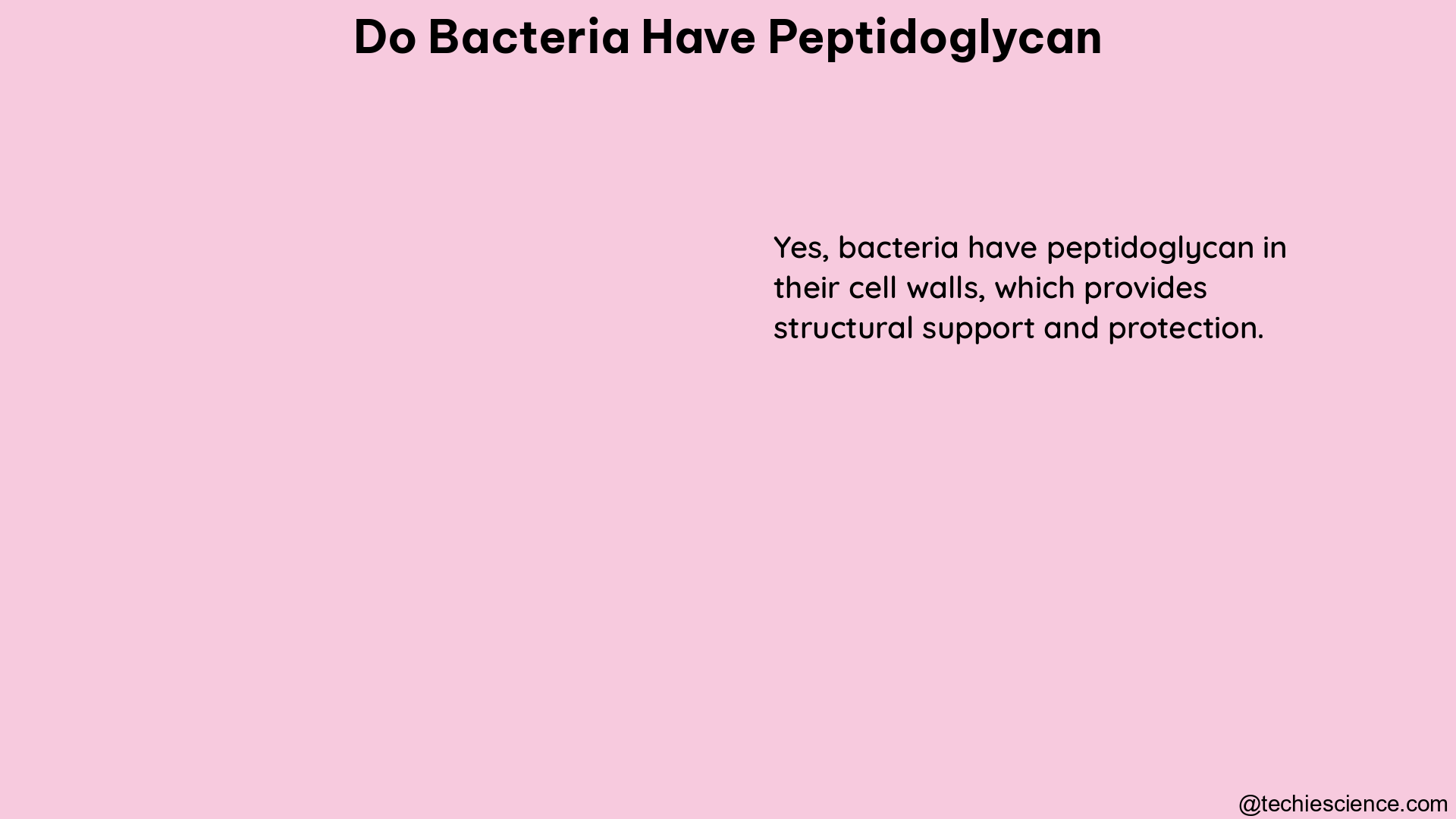 do bacteria have peptidoglycan