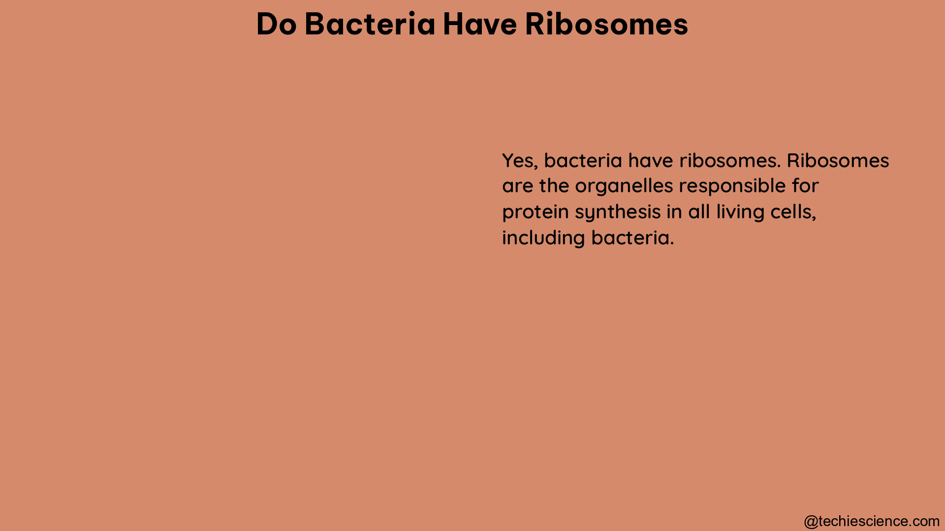 do bacteria have ribosomes