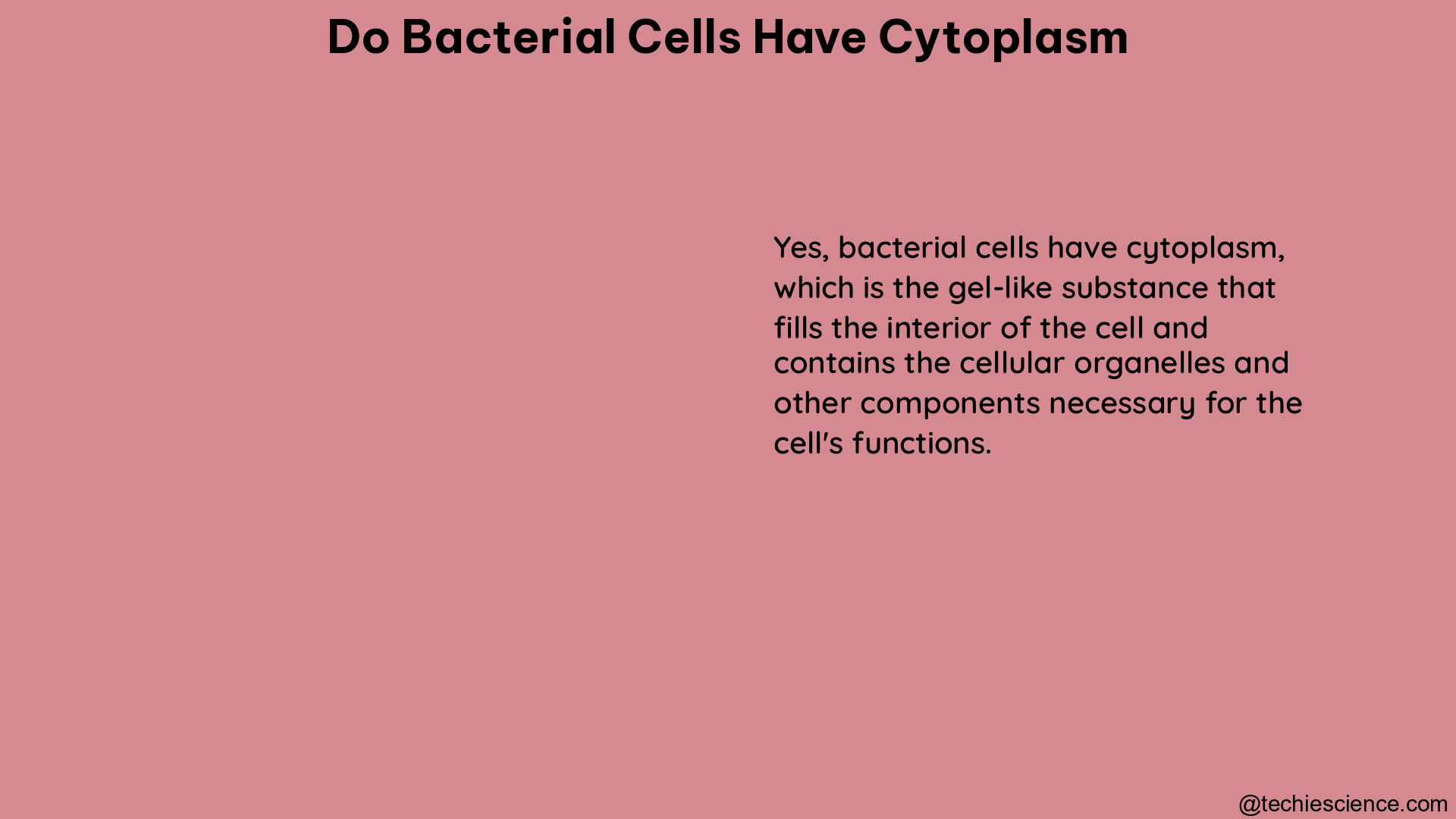 do bacterial cells have cytoplasm