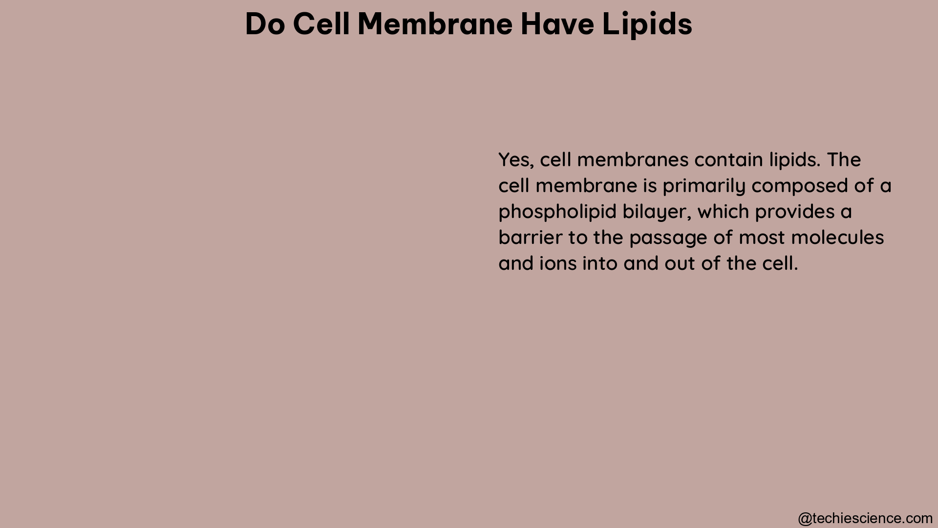 do cell membrane have lipids