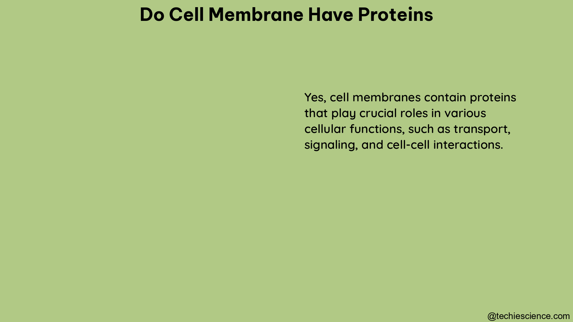 do cell membrane have proteins