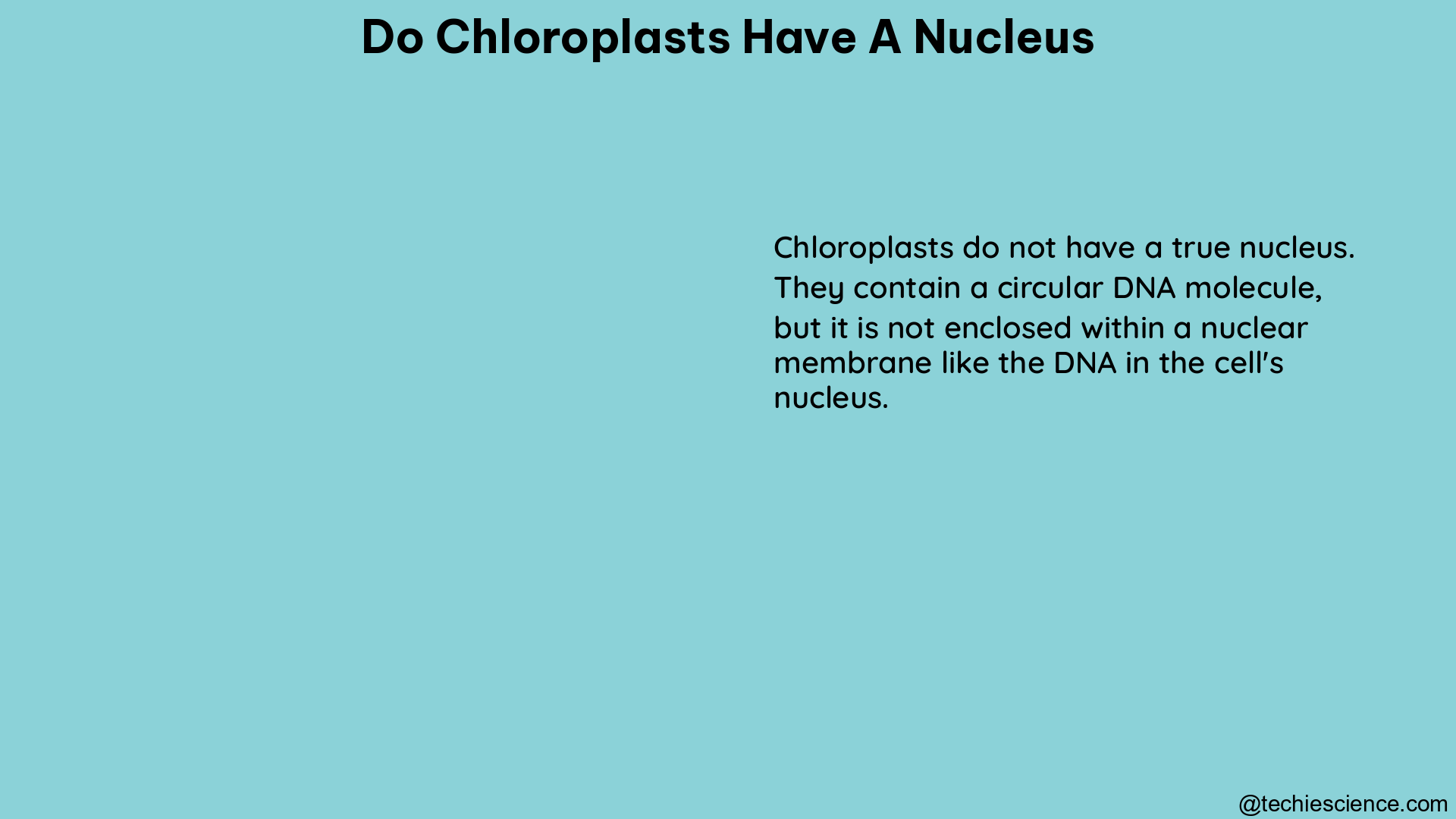 do chloroplasts have a nucleus