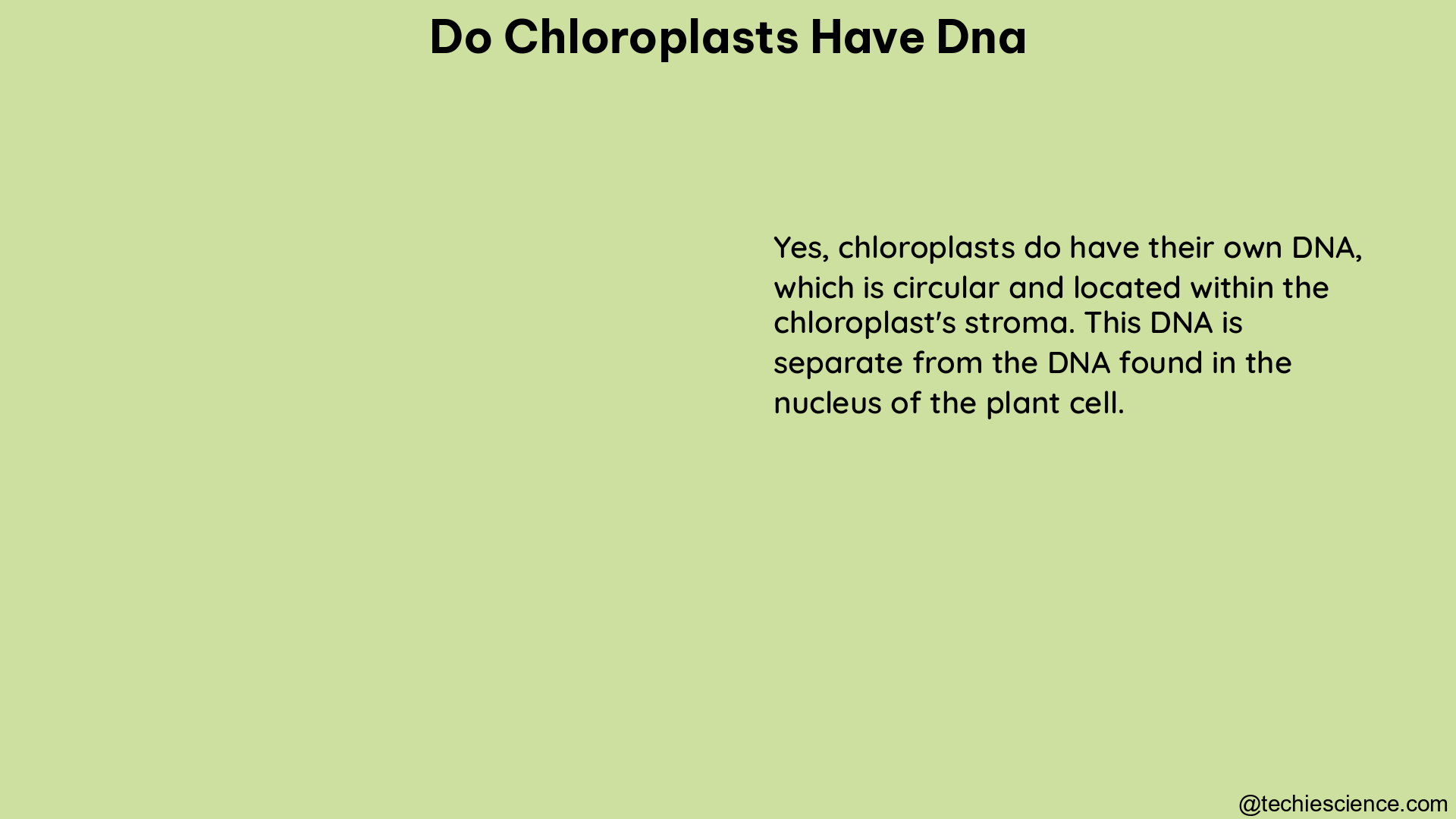 do chloroplasts have dna