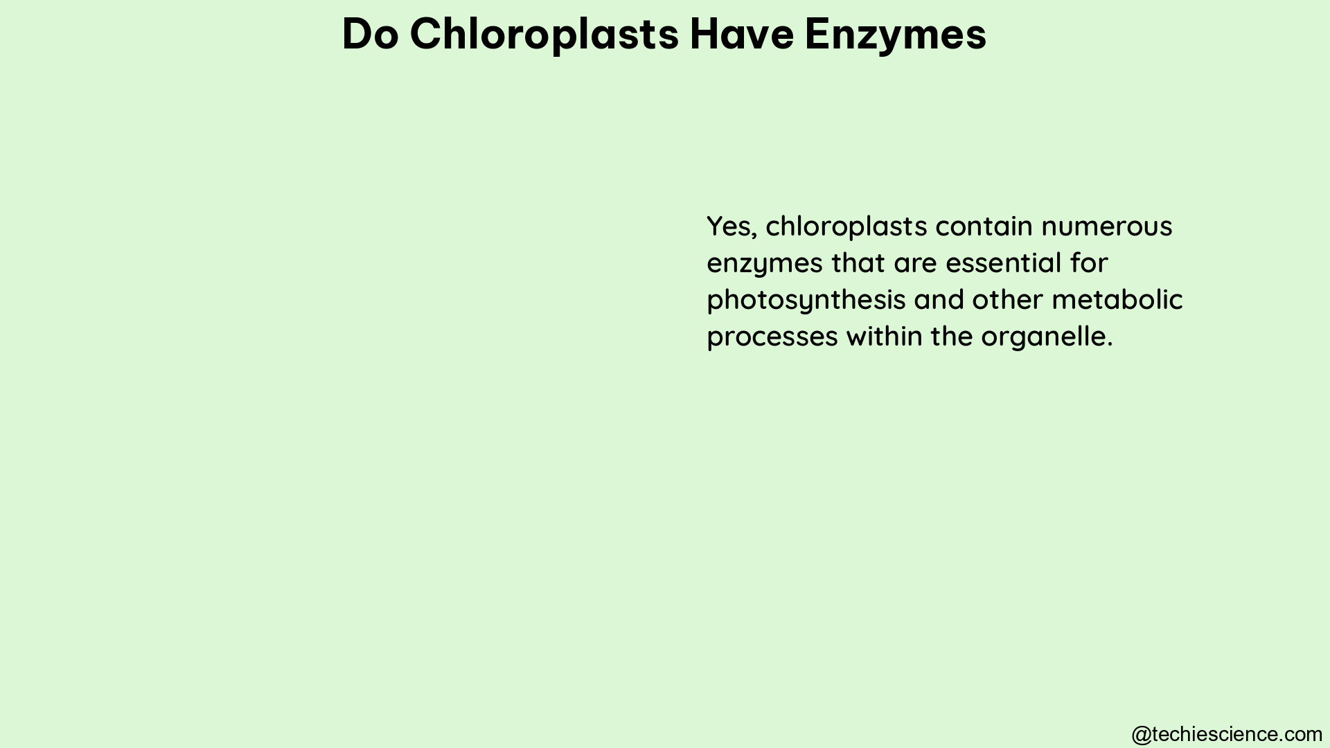 do chloroplasts have enzymes