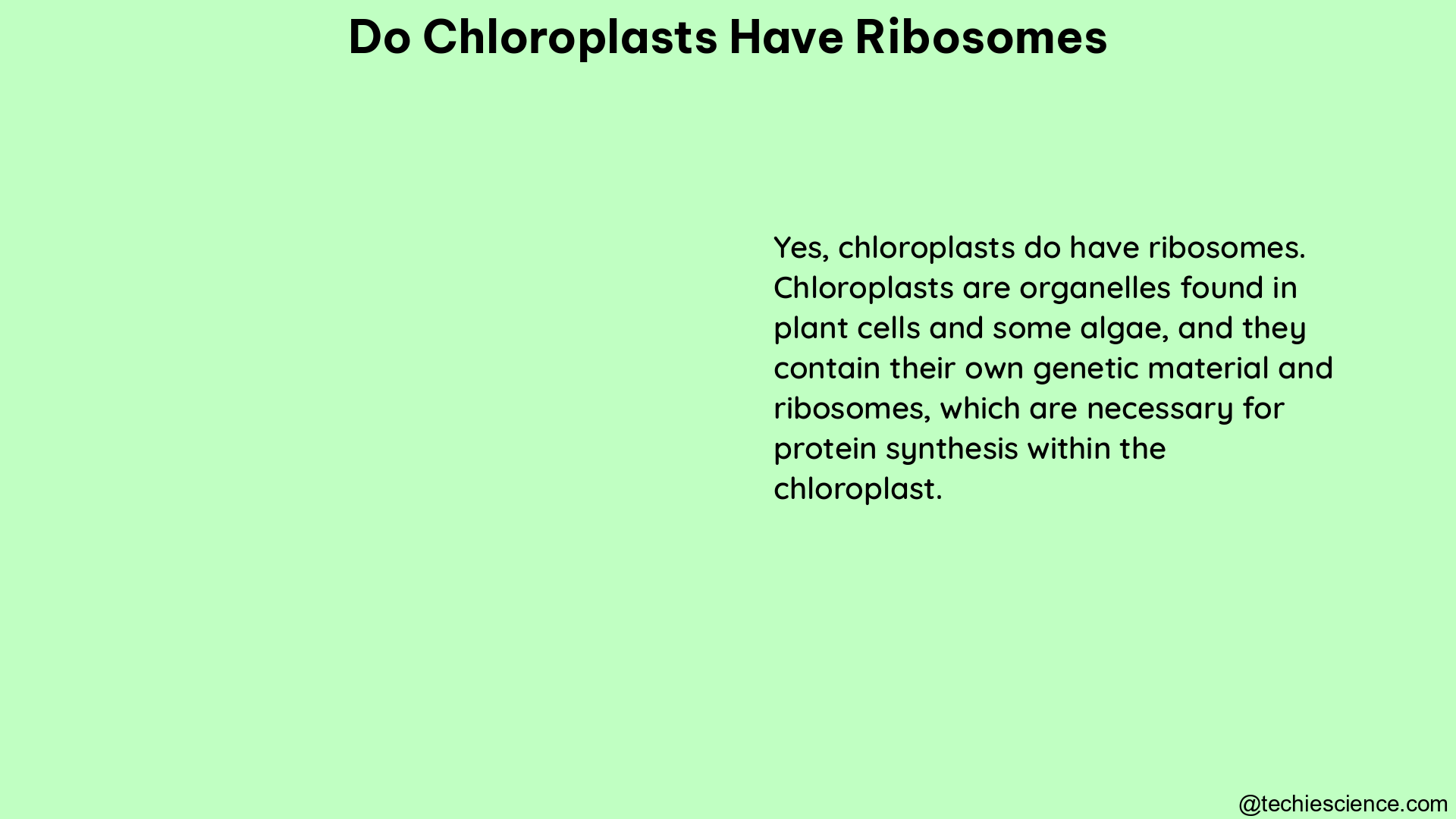 do chloroplasts have ribosomes