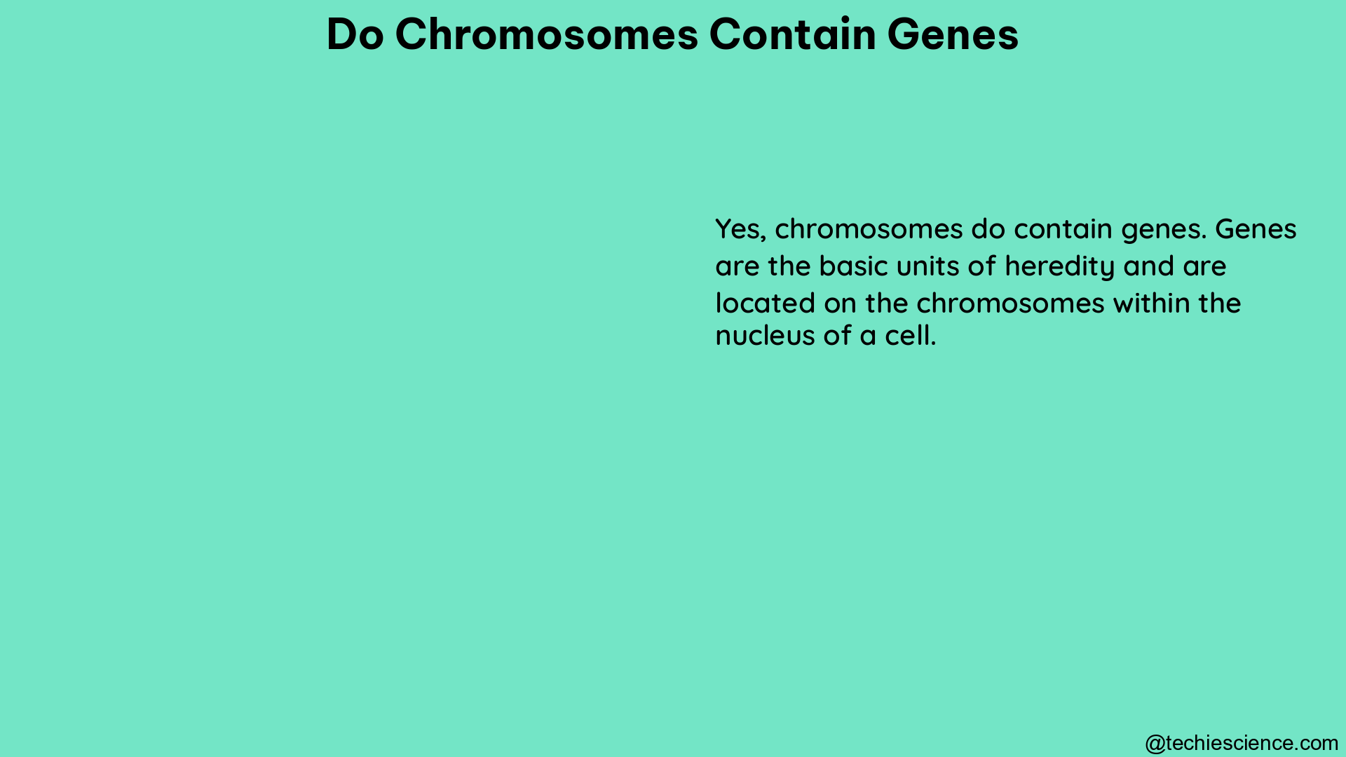 do chromosomes contain genes