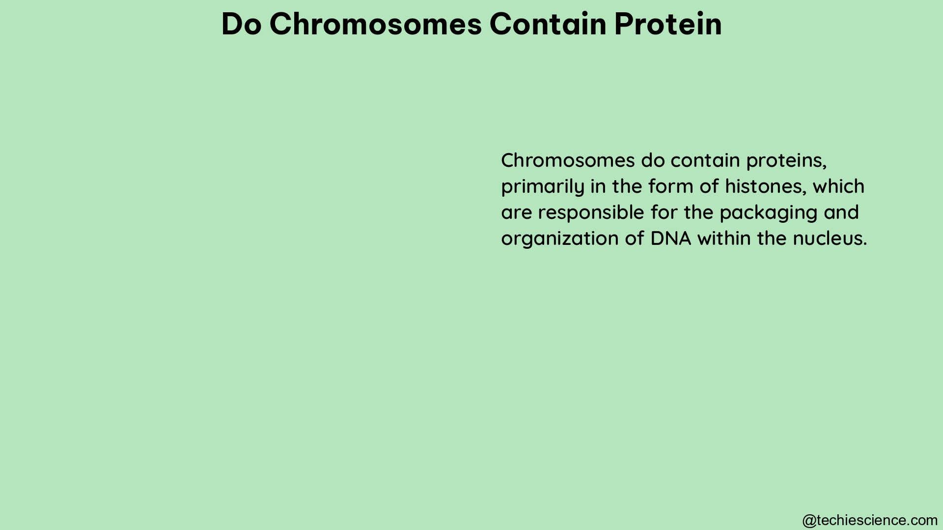 do chromosomes contain protein