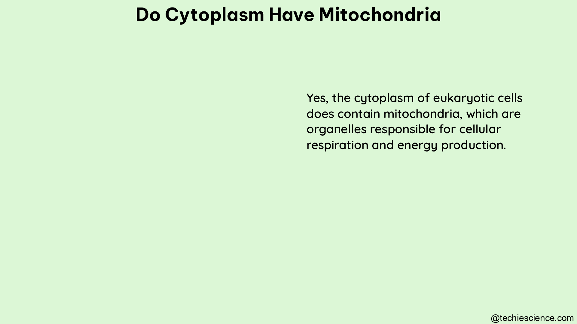 do cytoplasm have mitochondria