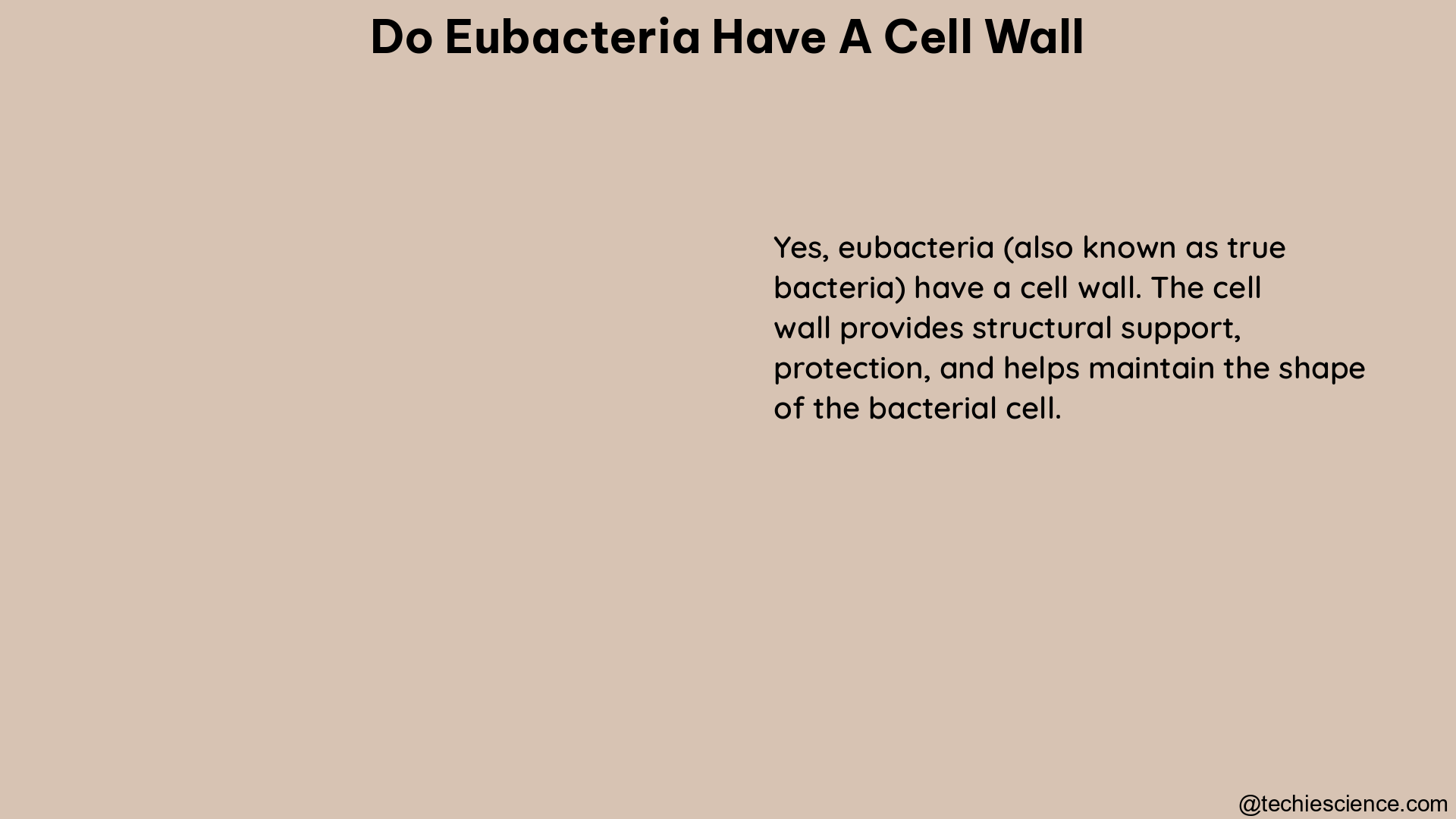 do eubacteria have a cell wall