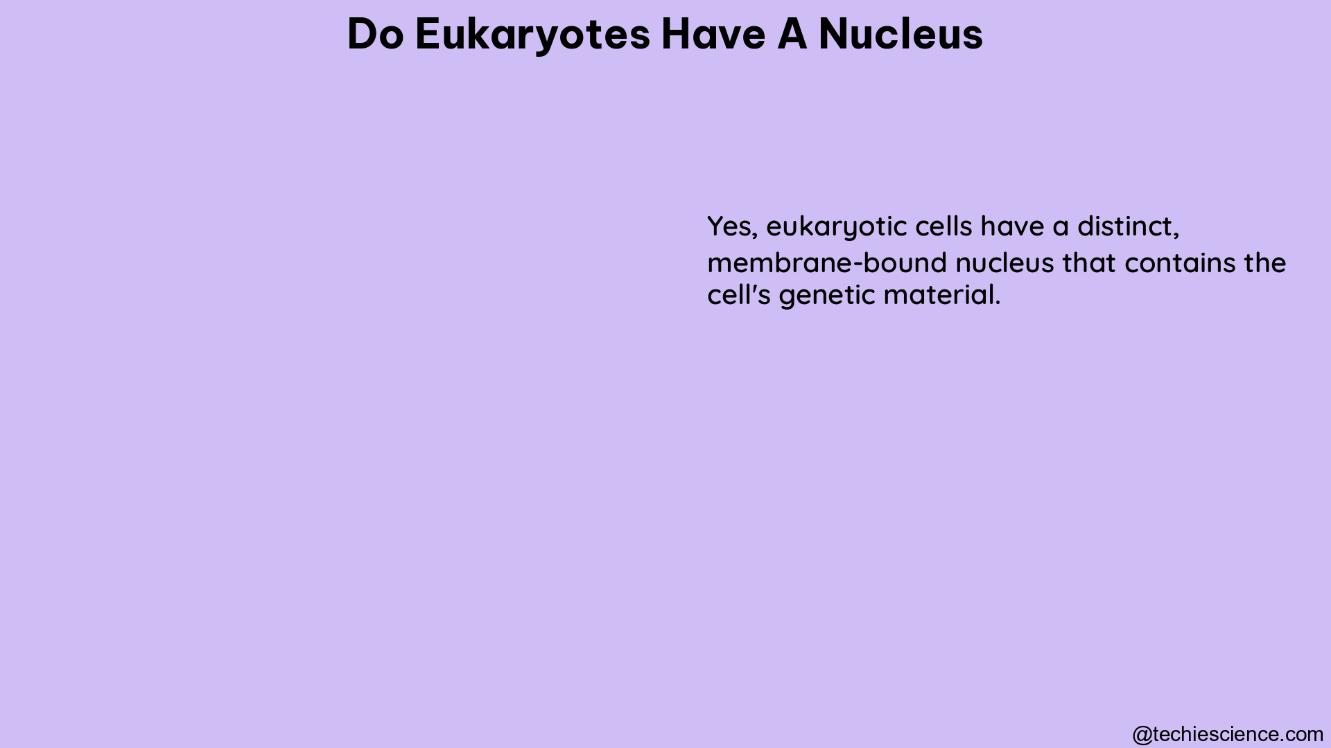 do eukaryotes have a nucleus