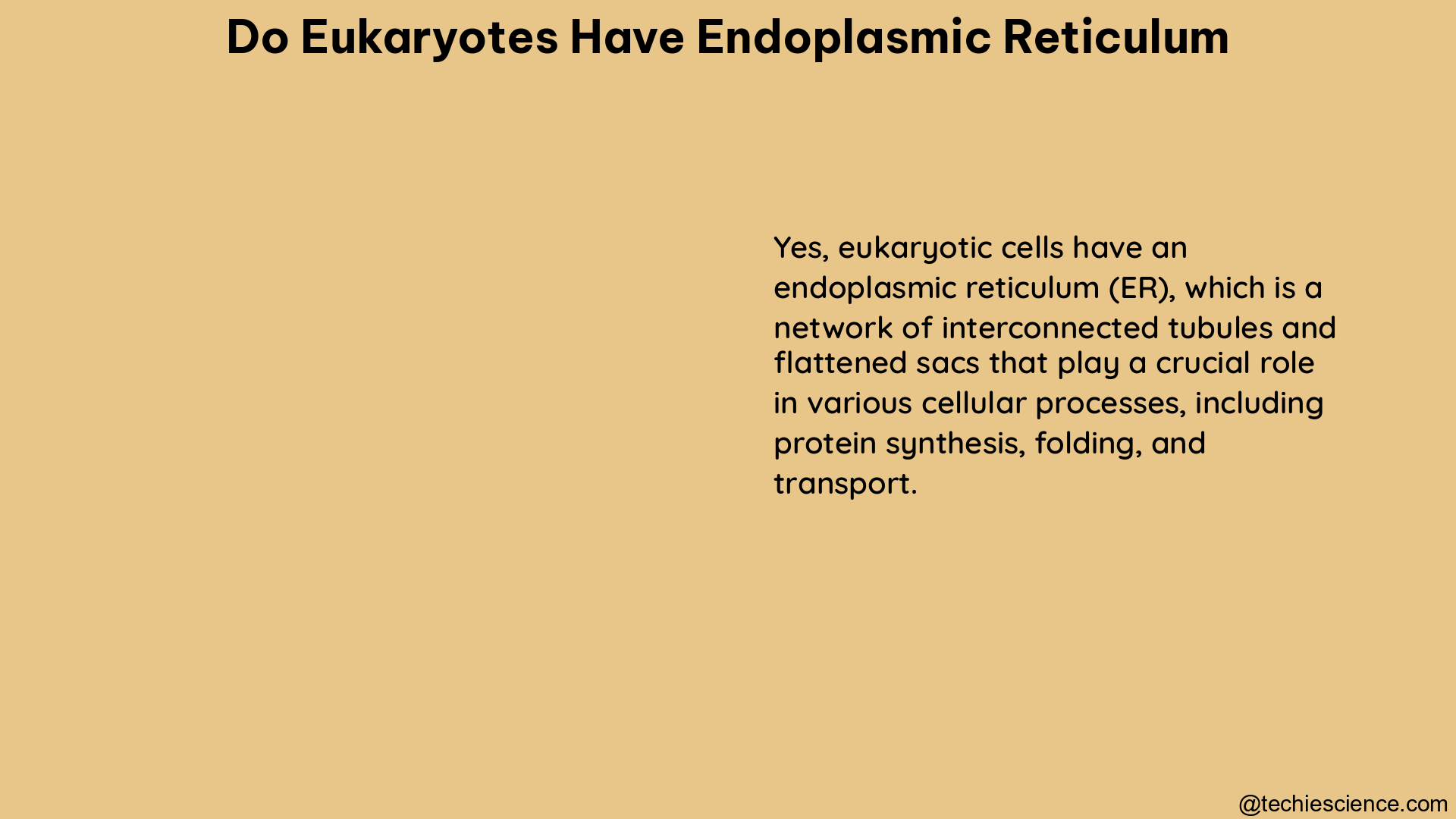 do eukaryotes have endoplasmic reticulum