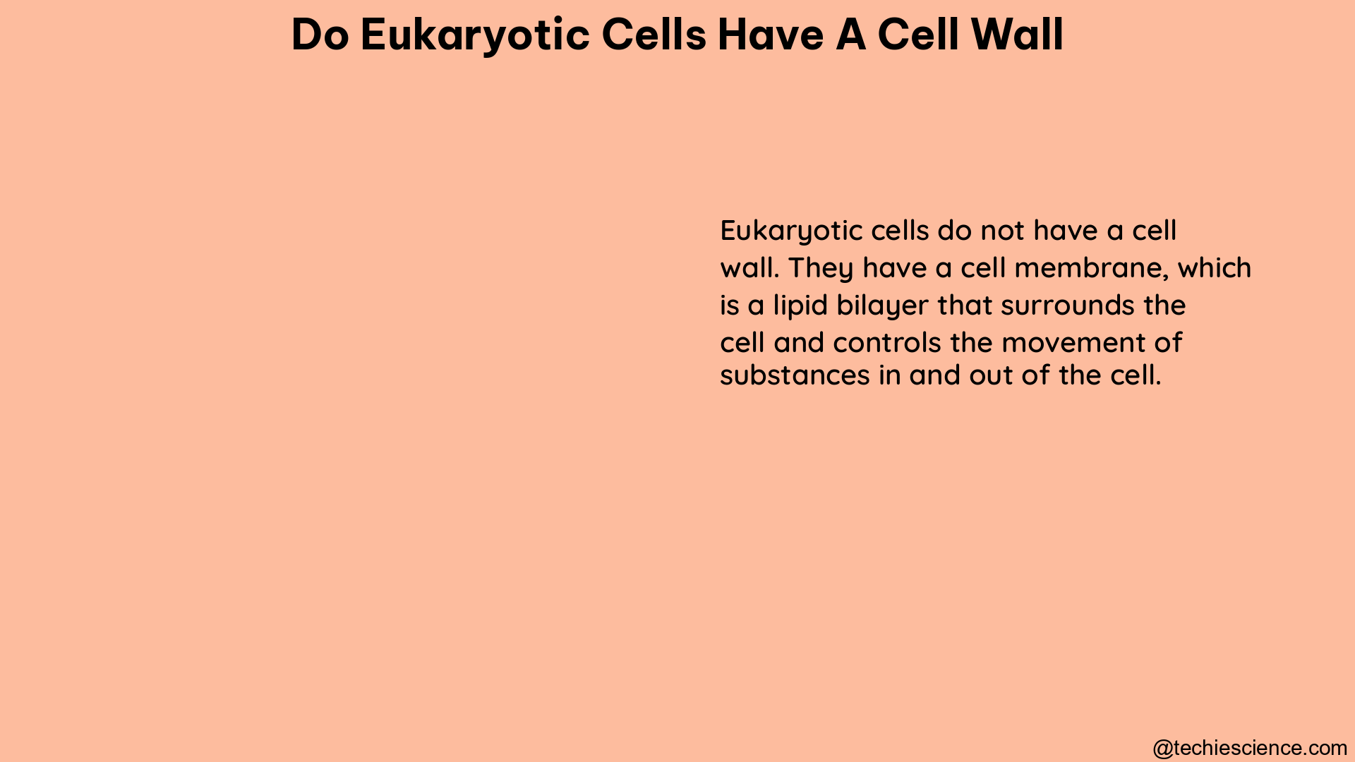 do eukaryotic cells have a cell wall