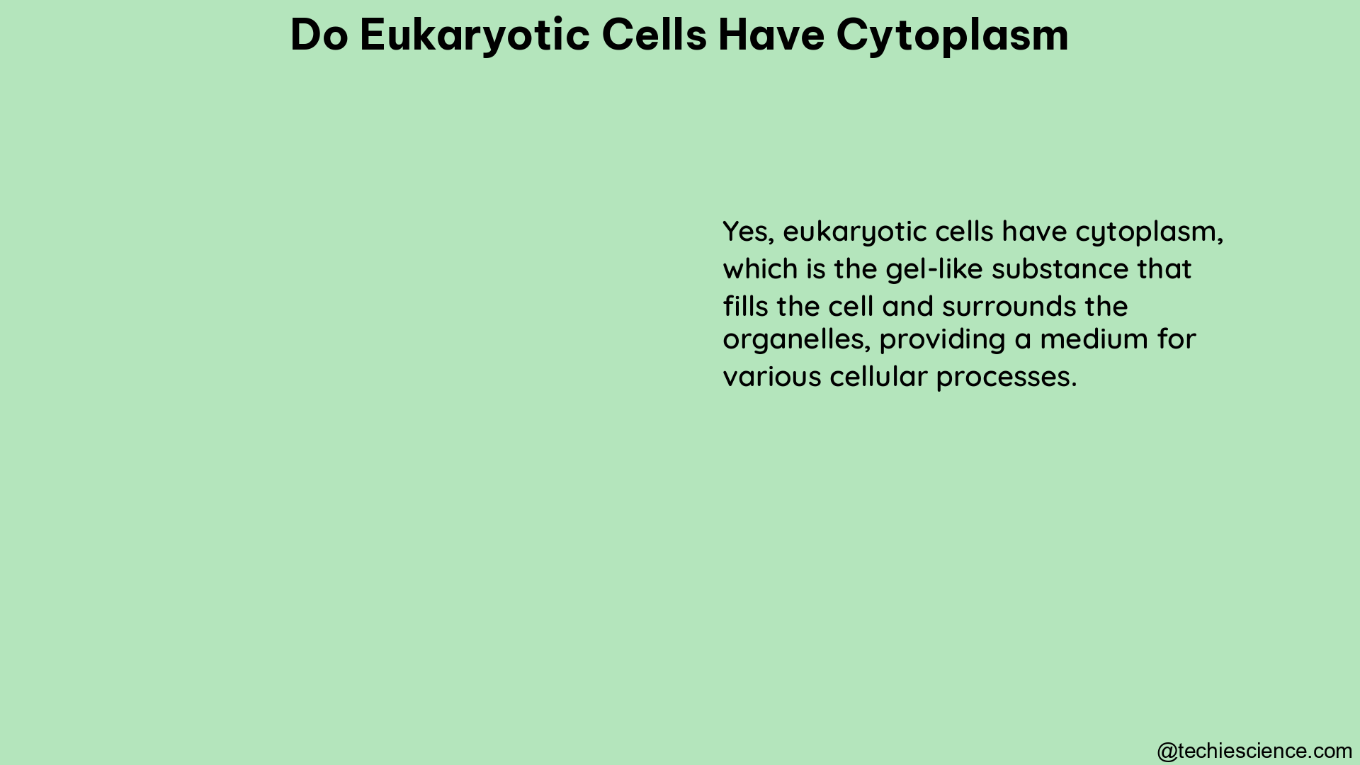 do eukaryotic cells have cytoplasm