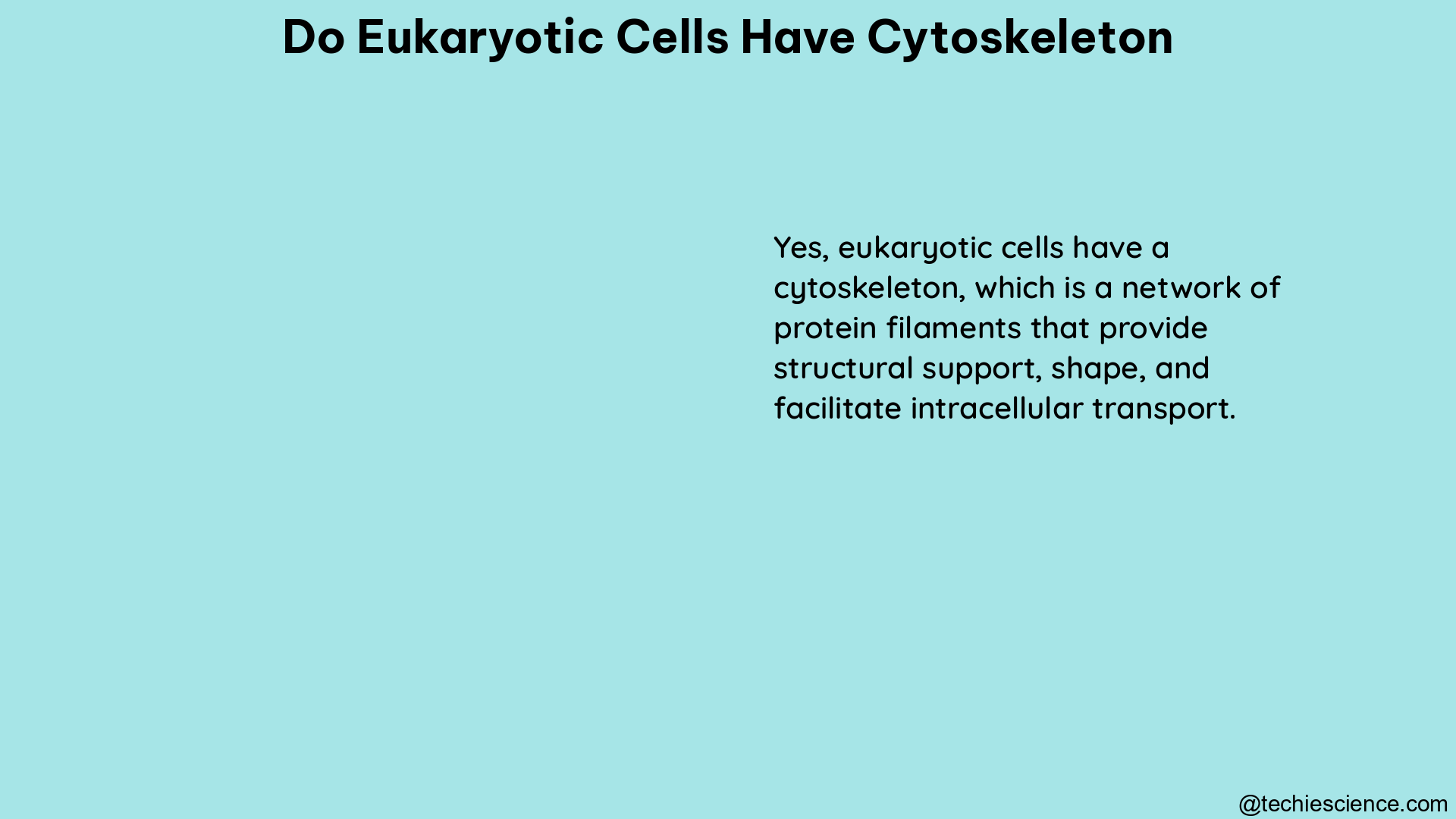 do eukaryotic cells have cytoskeleton