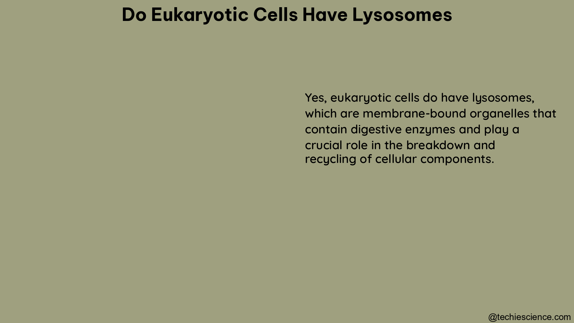 do eukaryotic cells have lysosomes