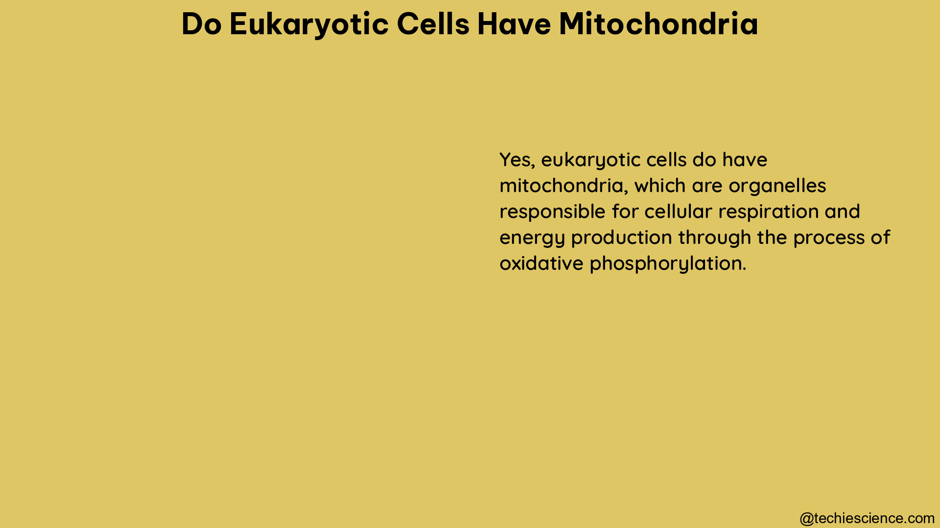 do eukaryotic cells have mitochondria