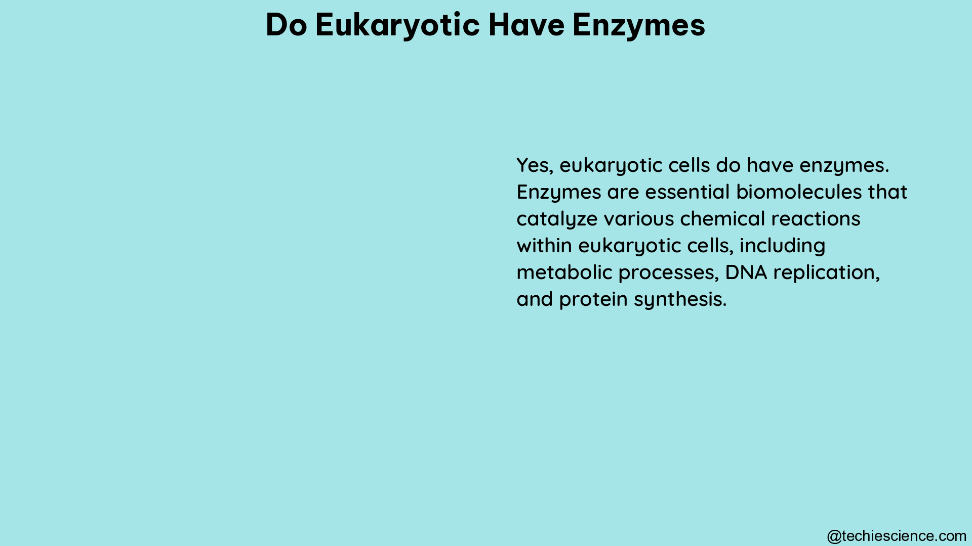 do eukaryotic have enzymes