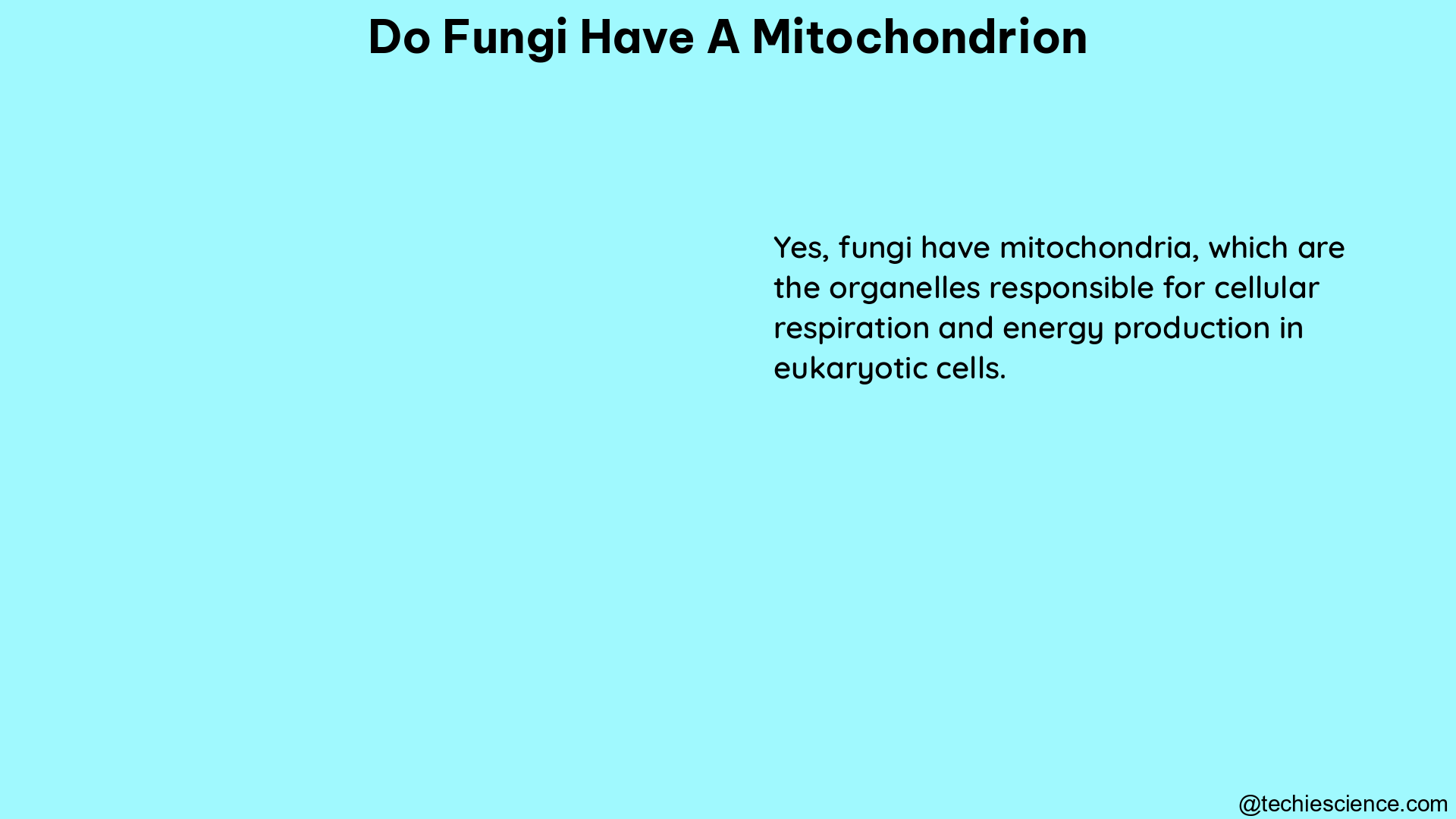 do fungi have a mitochondrion