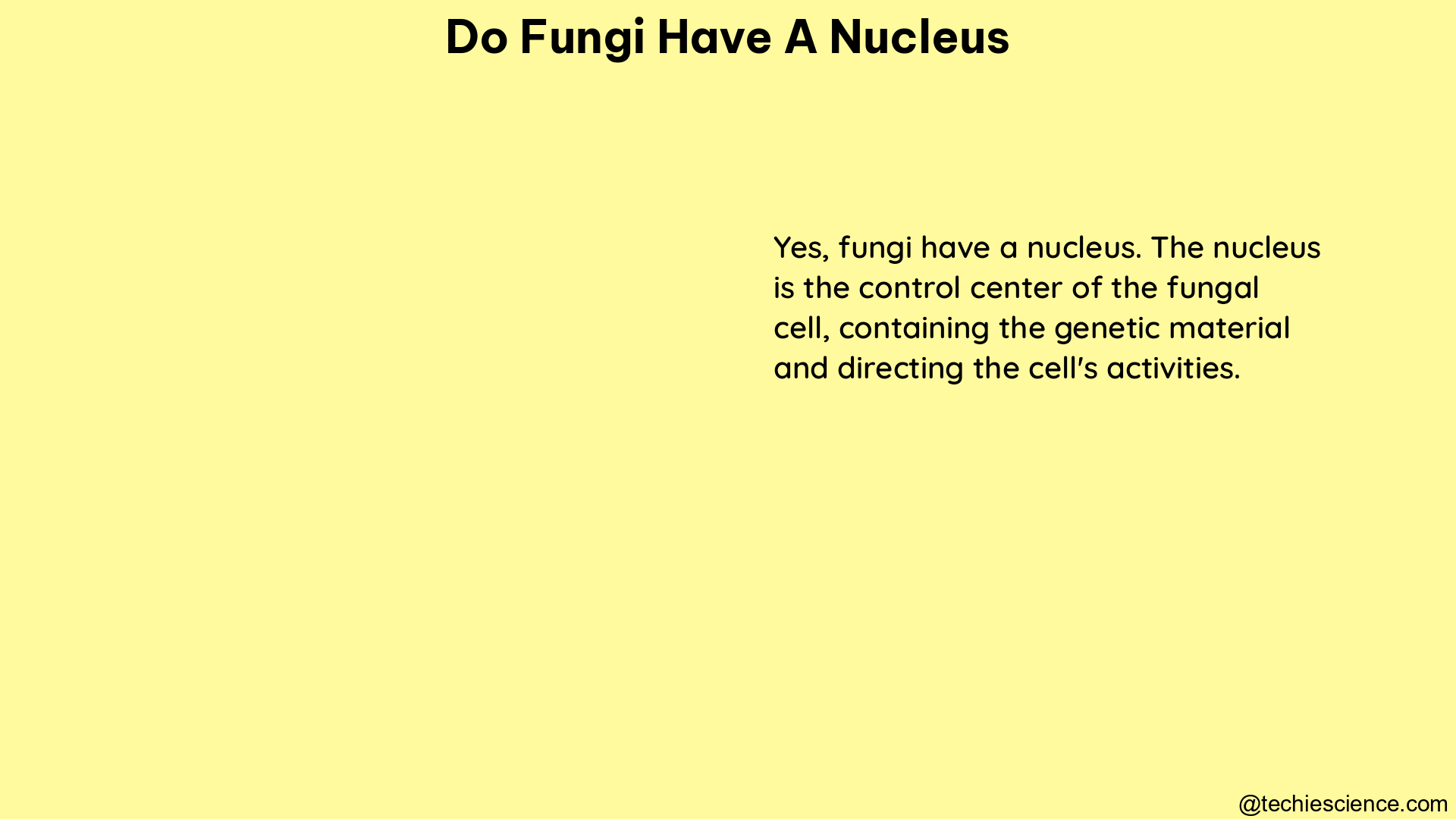 do fungi have a nucleus