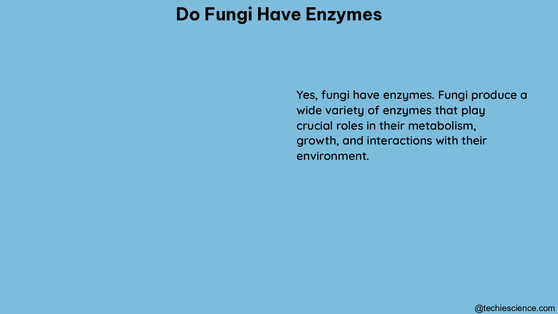 do fungi have enzymes