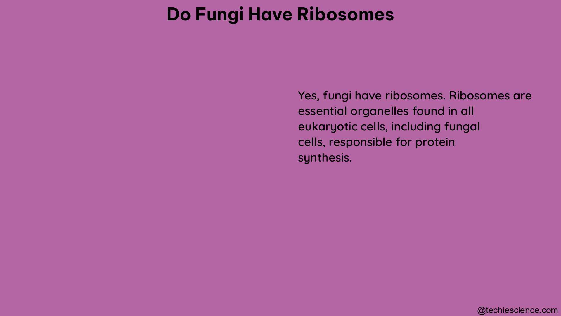 do fungi have ribosomes