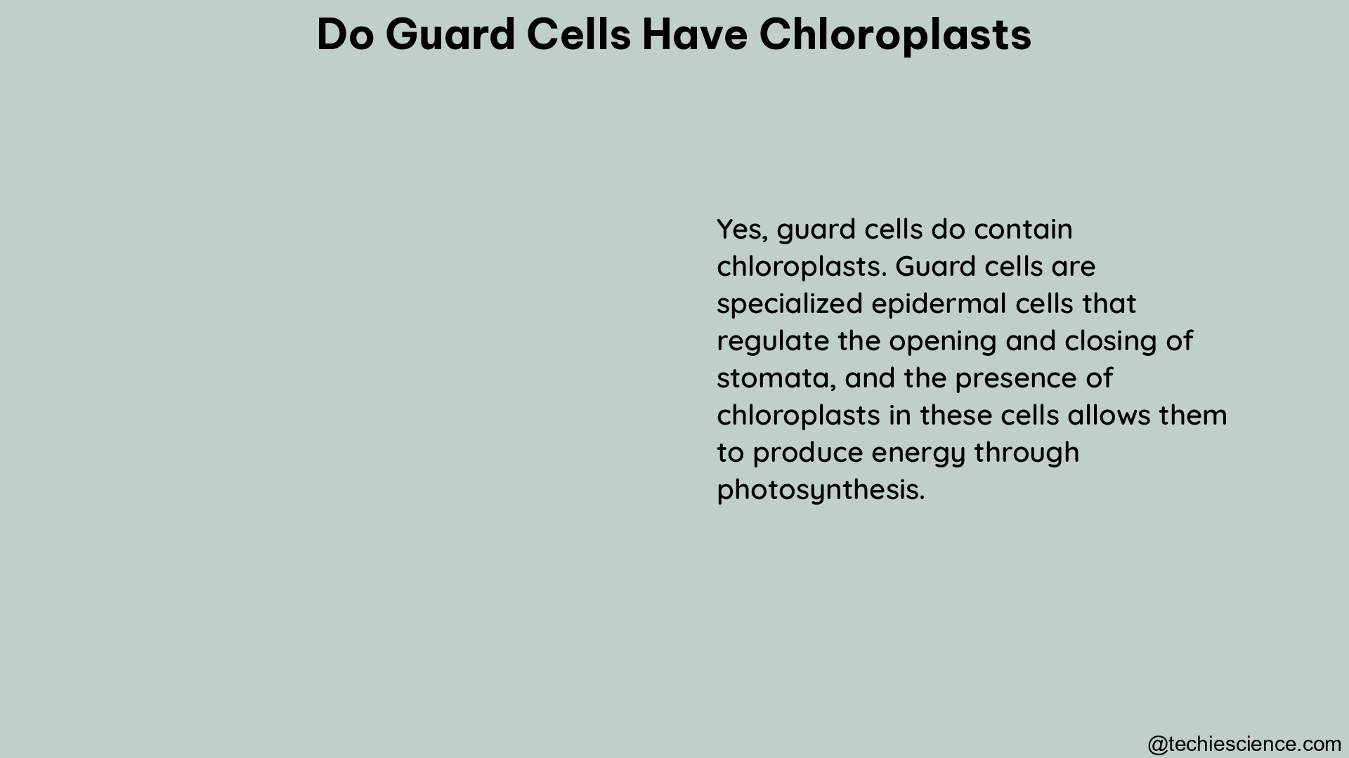 do guard cells have chloroplasts