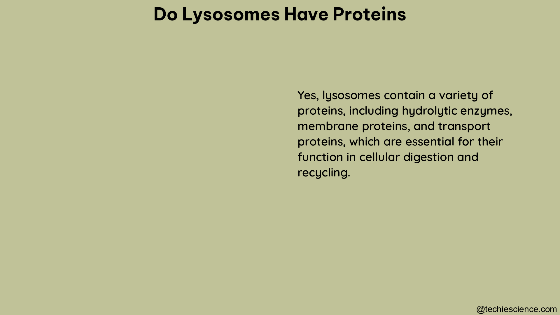 do lysosomes have proteins