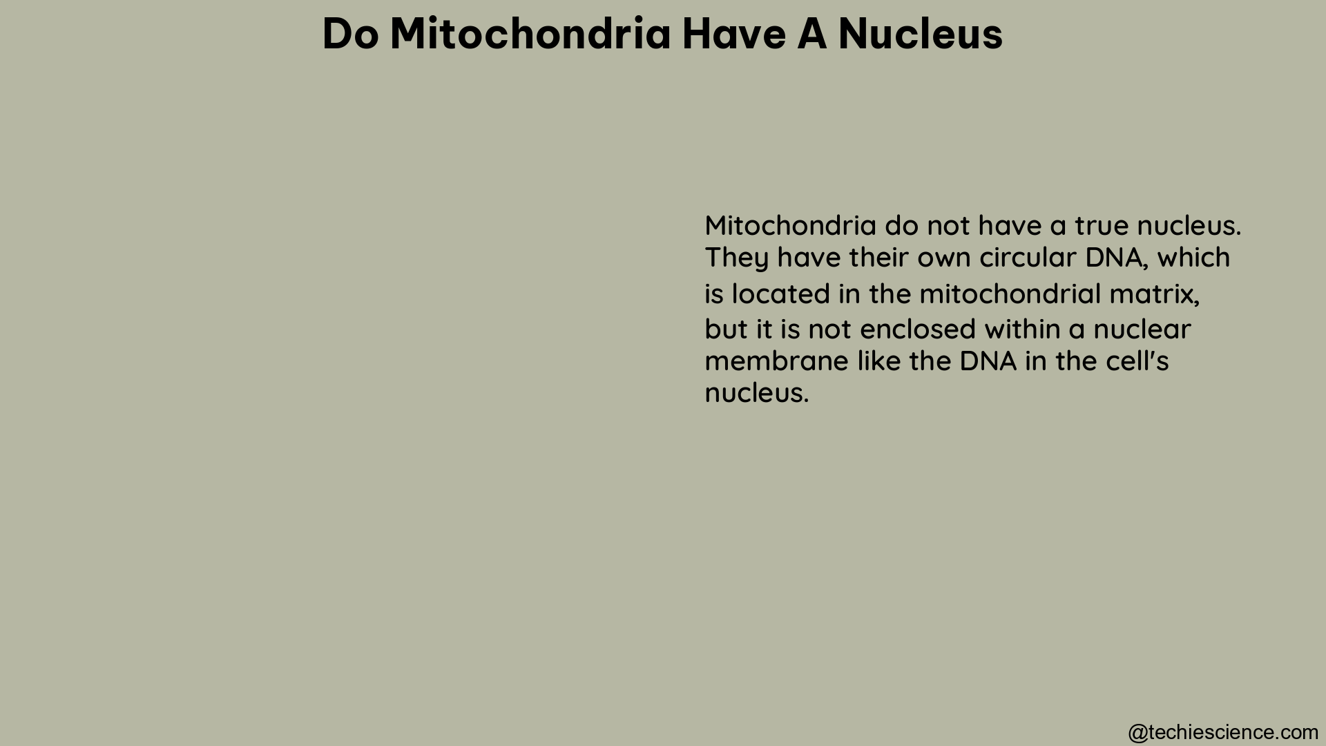 do mitochondria have a nucleus