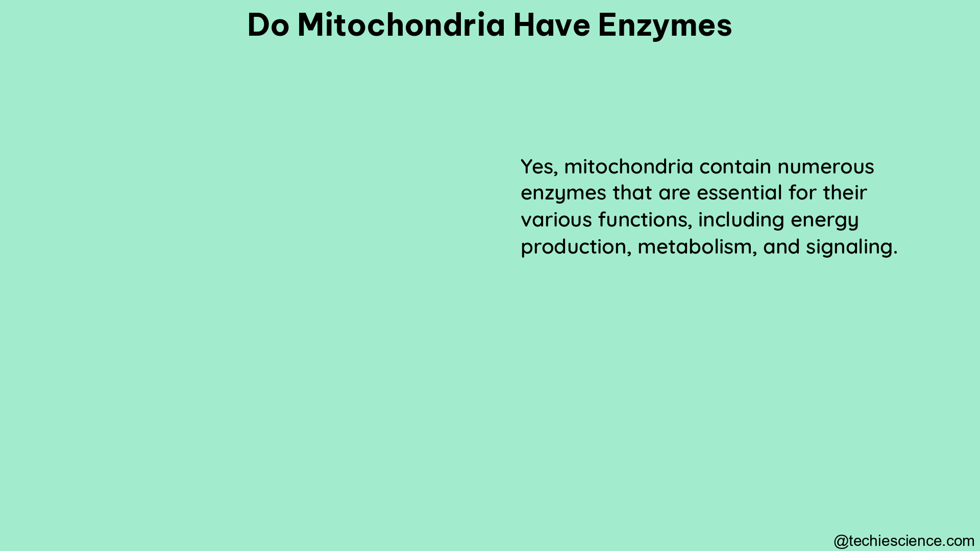 do mitochondria have enzymes