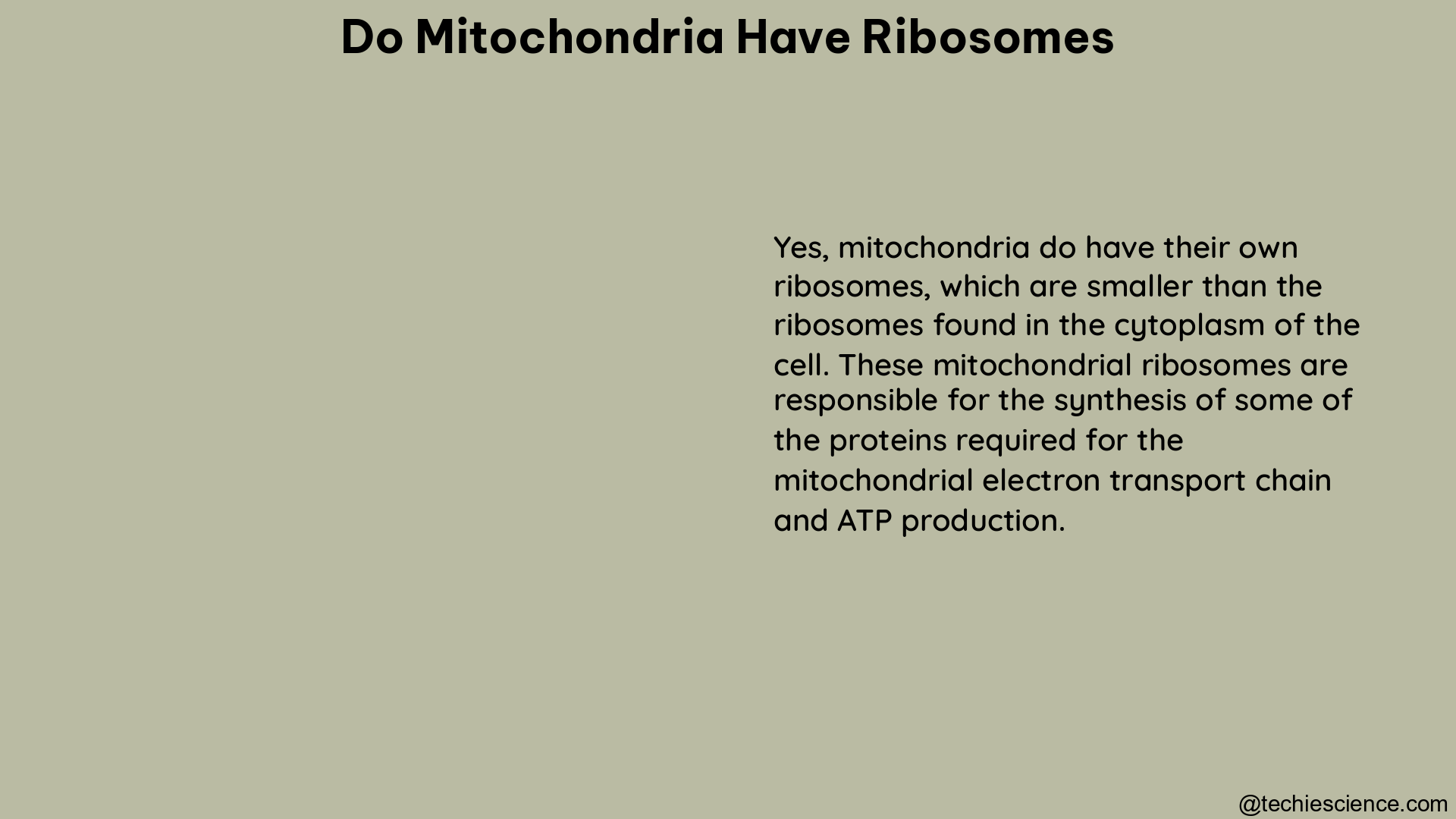 do mitochondria have ribosomes