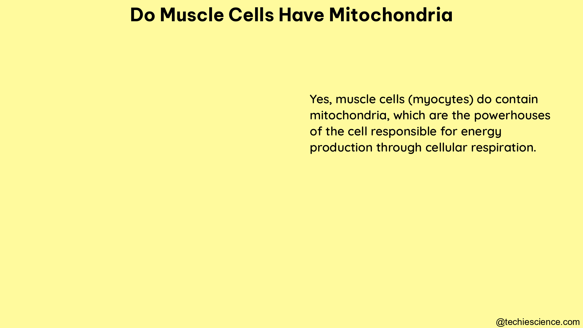 do muscle cells have mitochondria