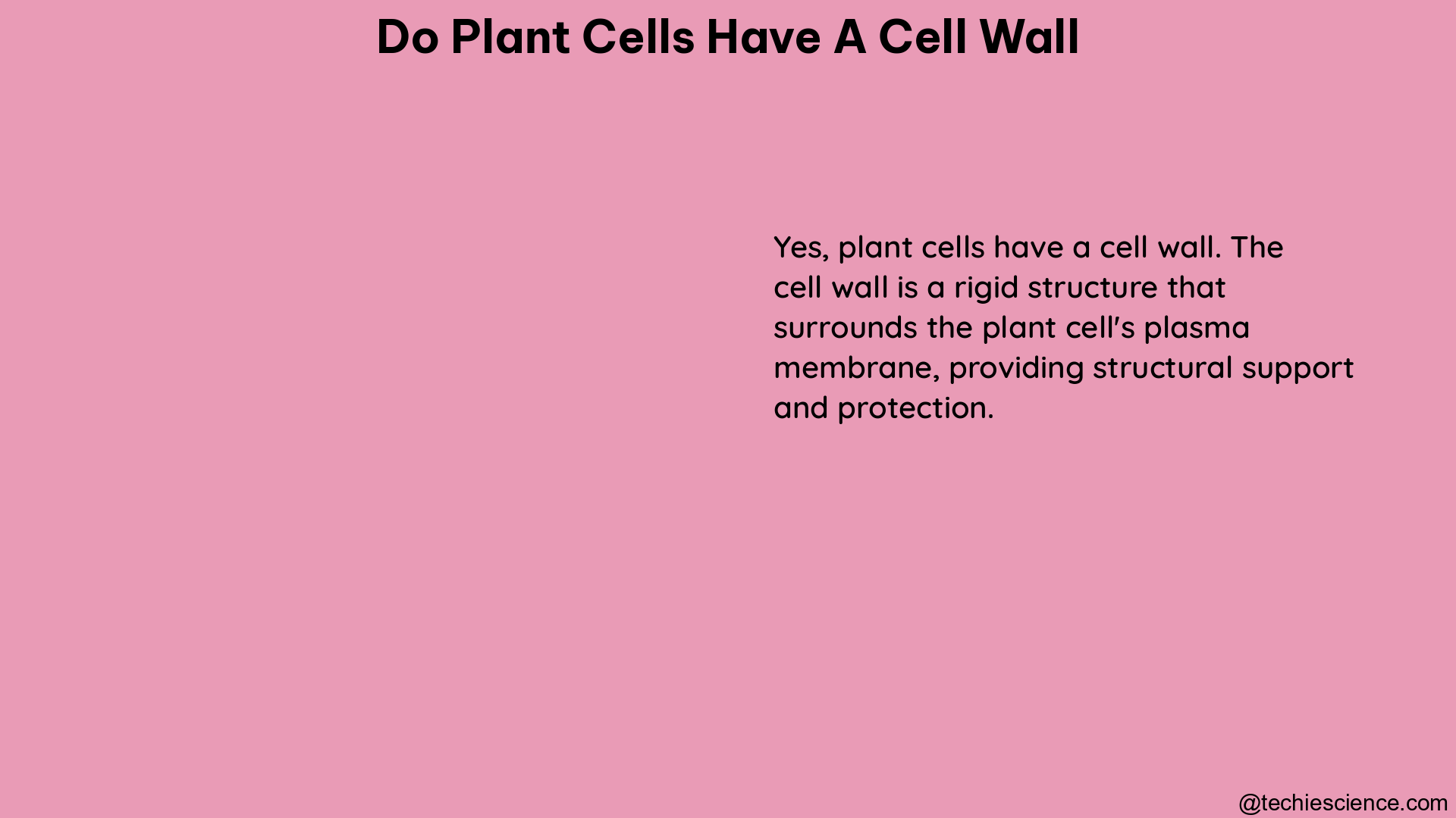 do plant cells have a cell wall