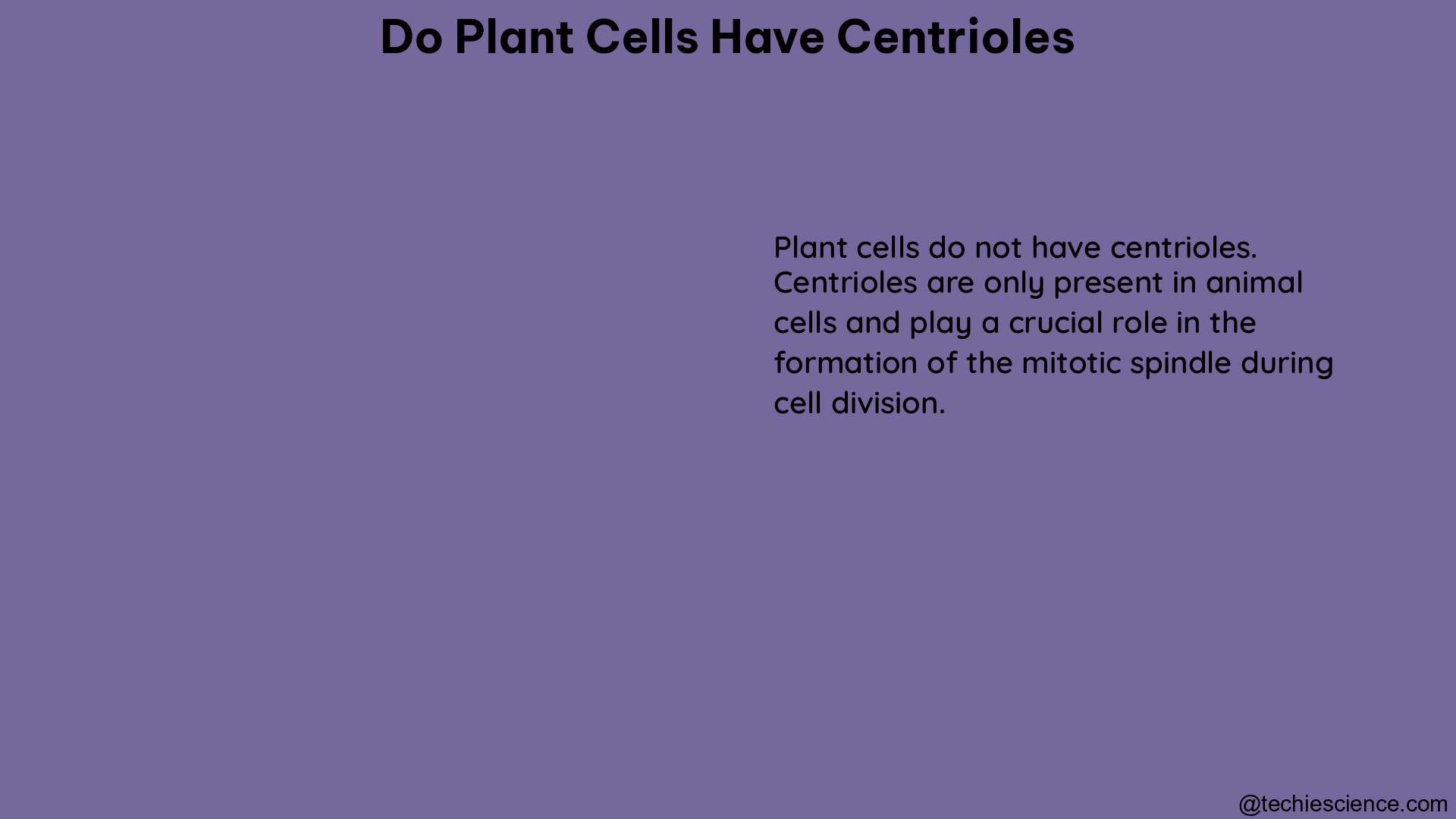 do plant cells have centrioles