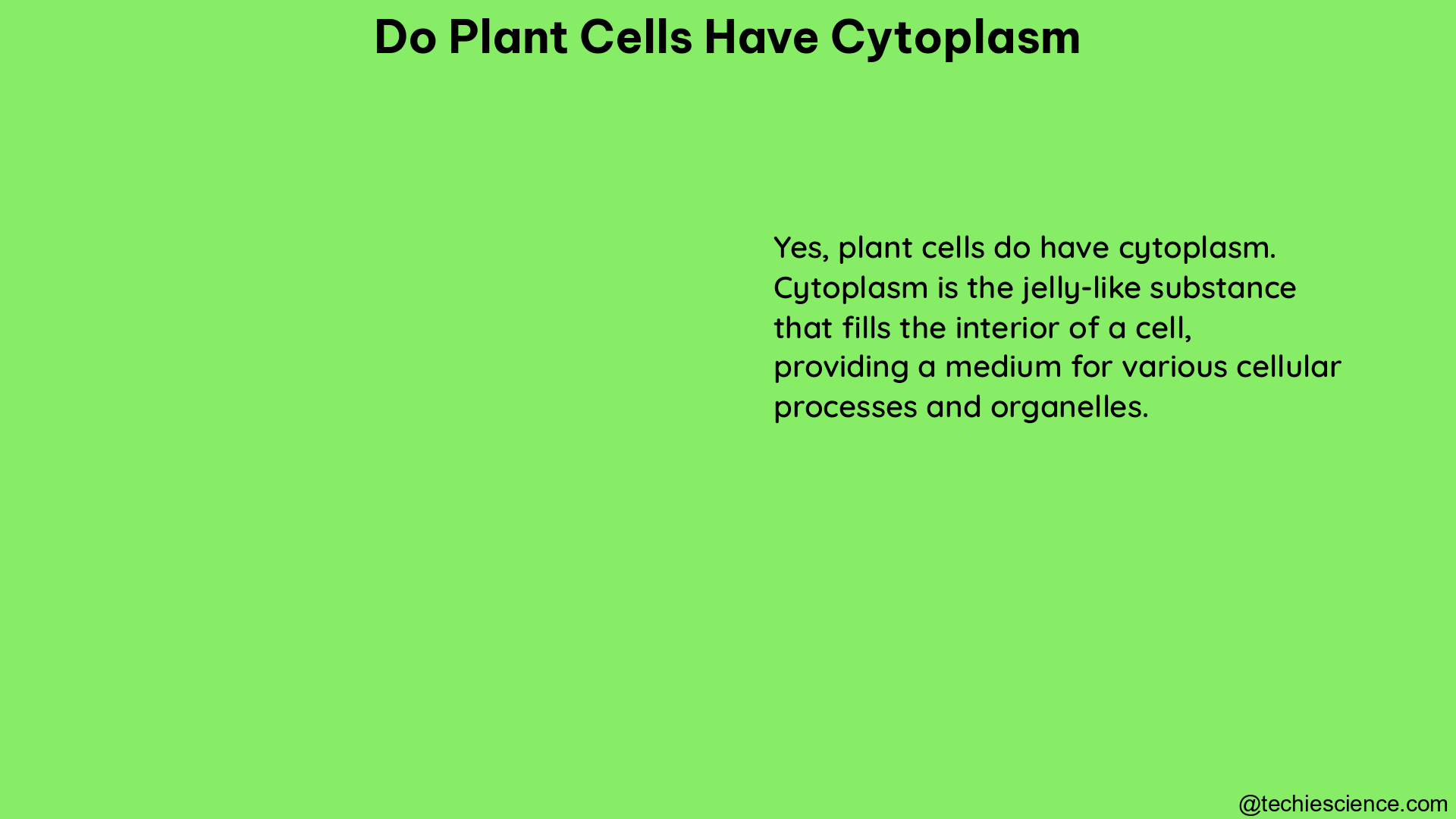 do plant cells have cytoplasm