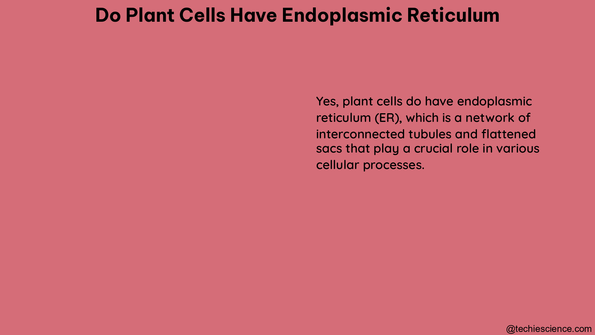 do plant cells have endoplasmic reticulum