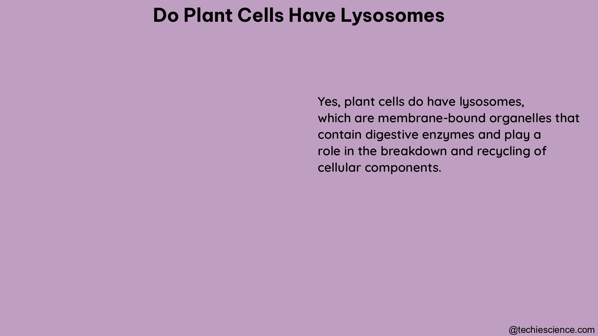 do plant cells have lysosomes