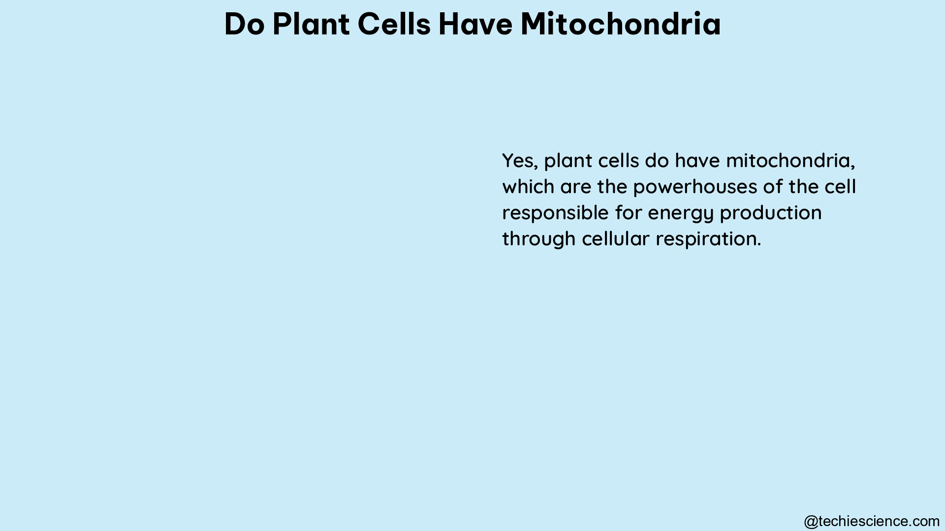 do plant cells have mitochondria