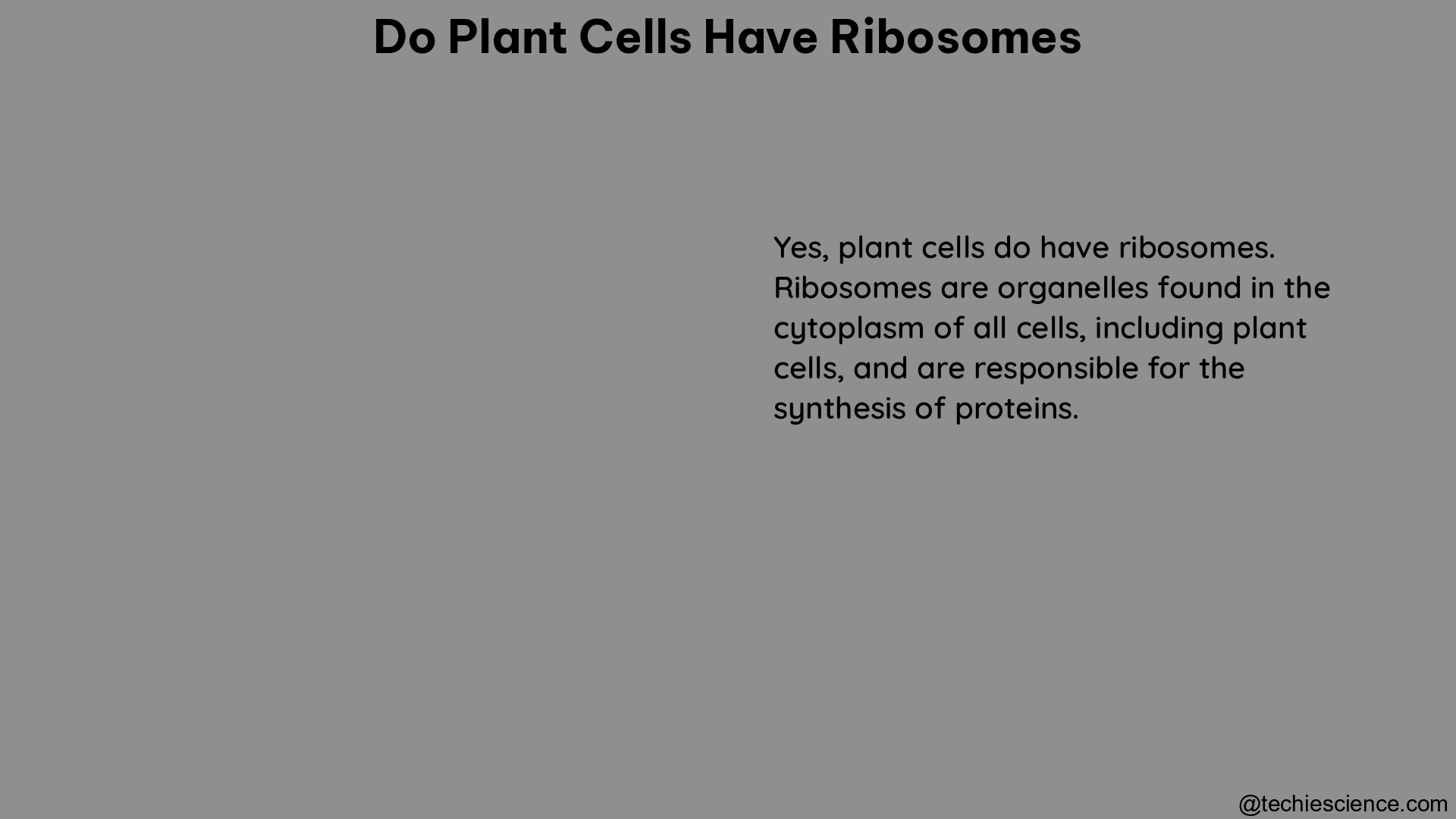 do plant cells have ribosomes