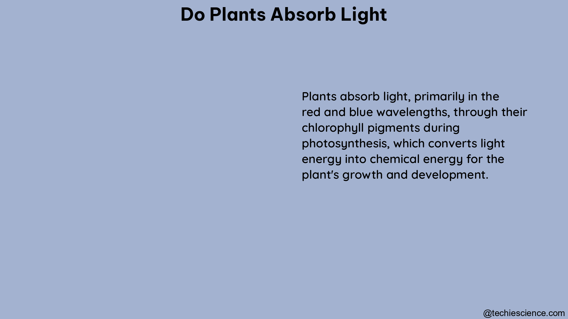 do plants absorb light