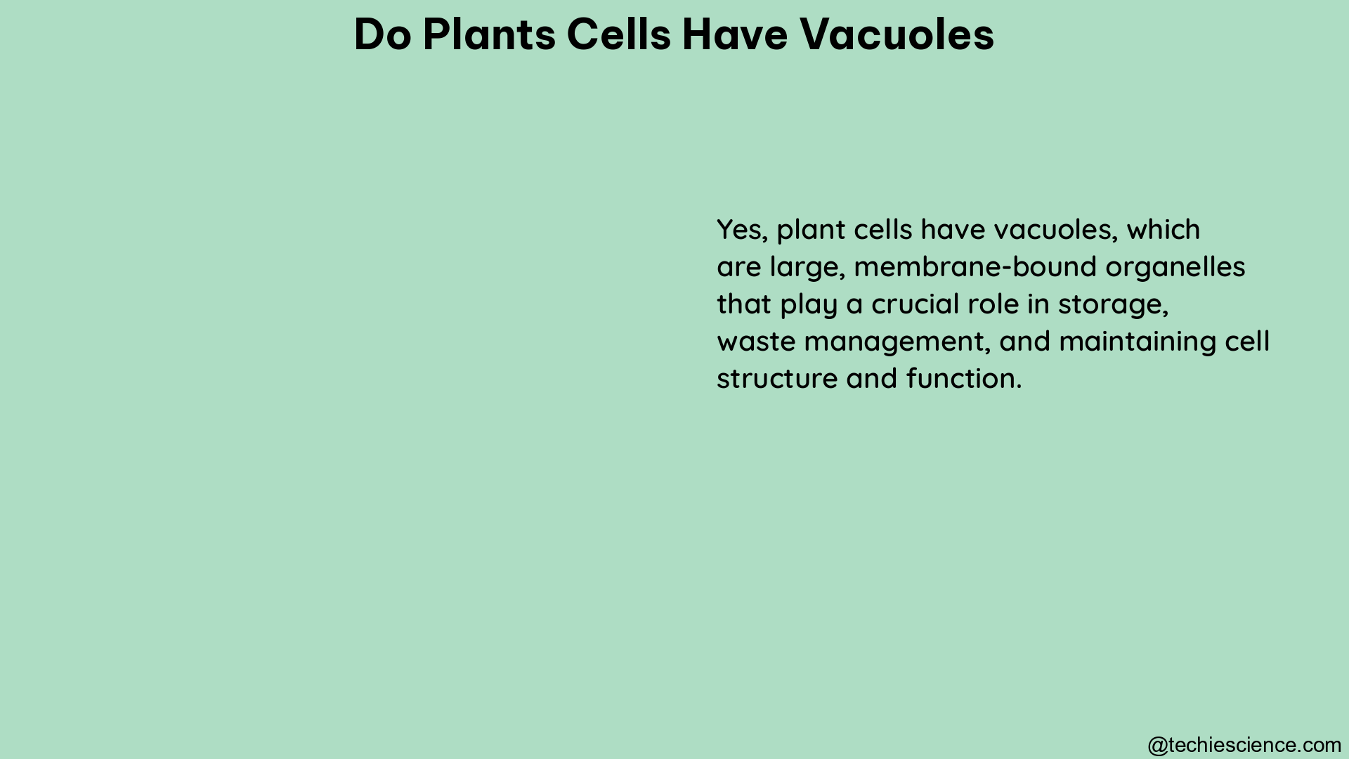 do plants cells have vacuoles