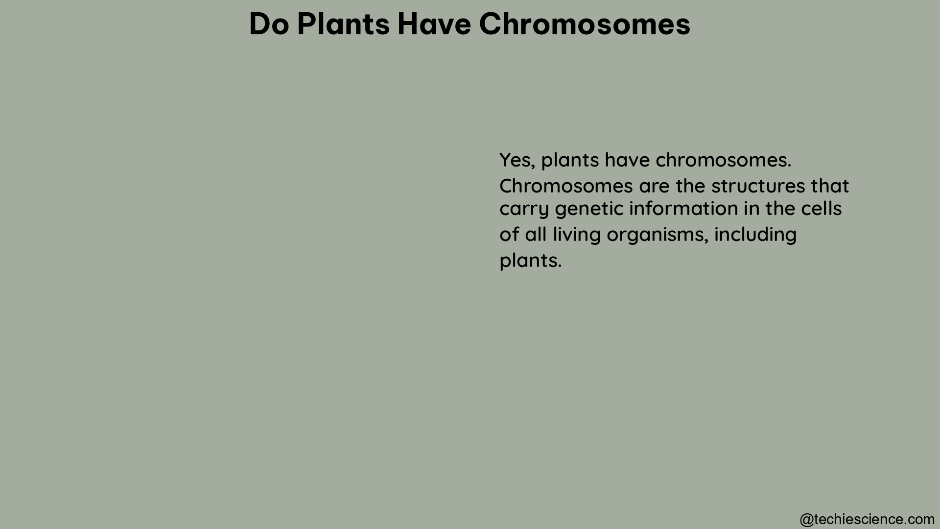 do plants have chromosomes