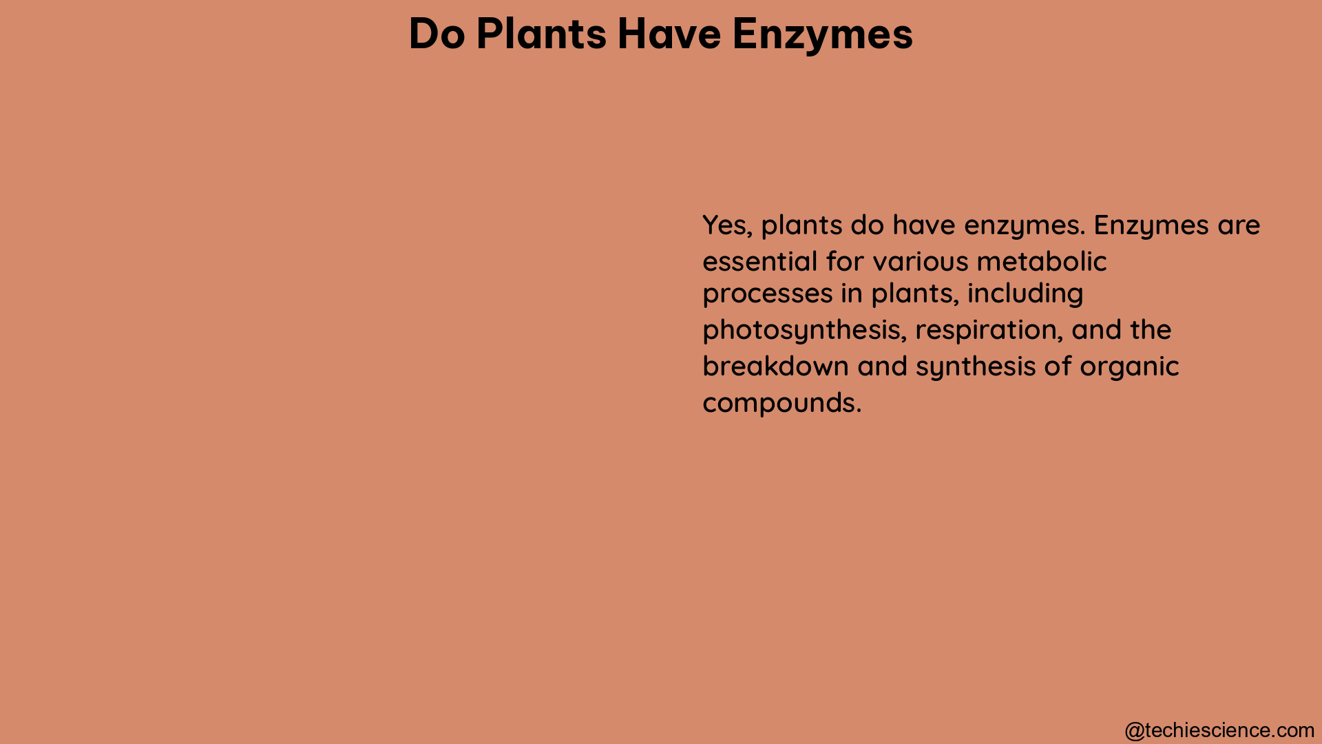 do plants have enzymes