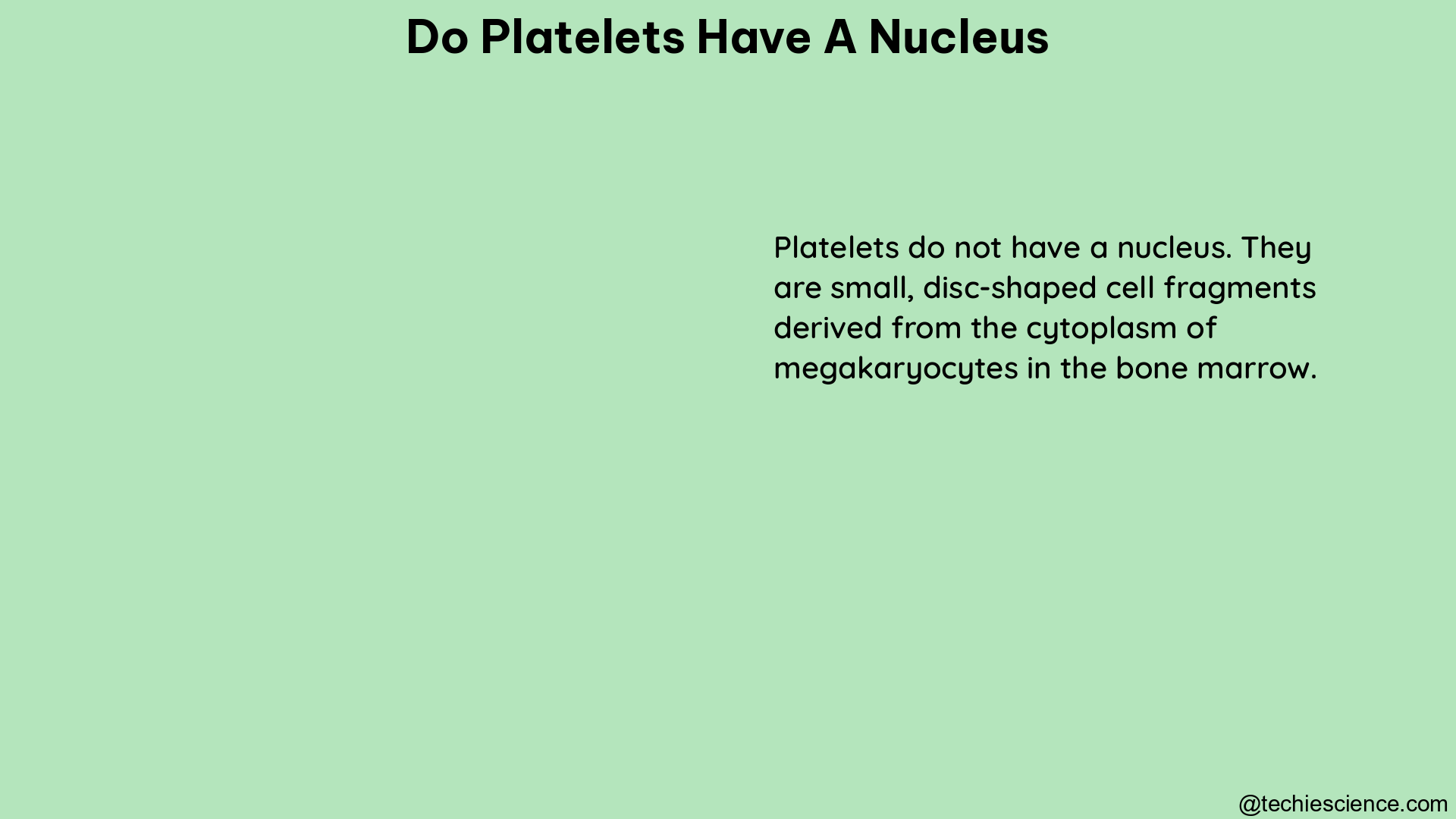 do platelets have a nucleus