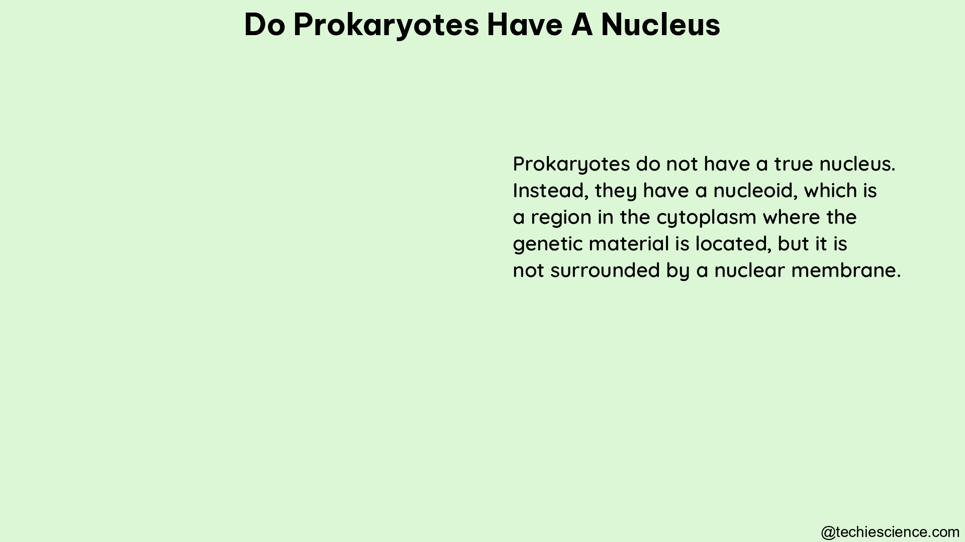 do prokaryotes have a nucleus