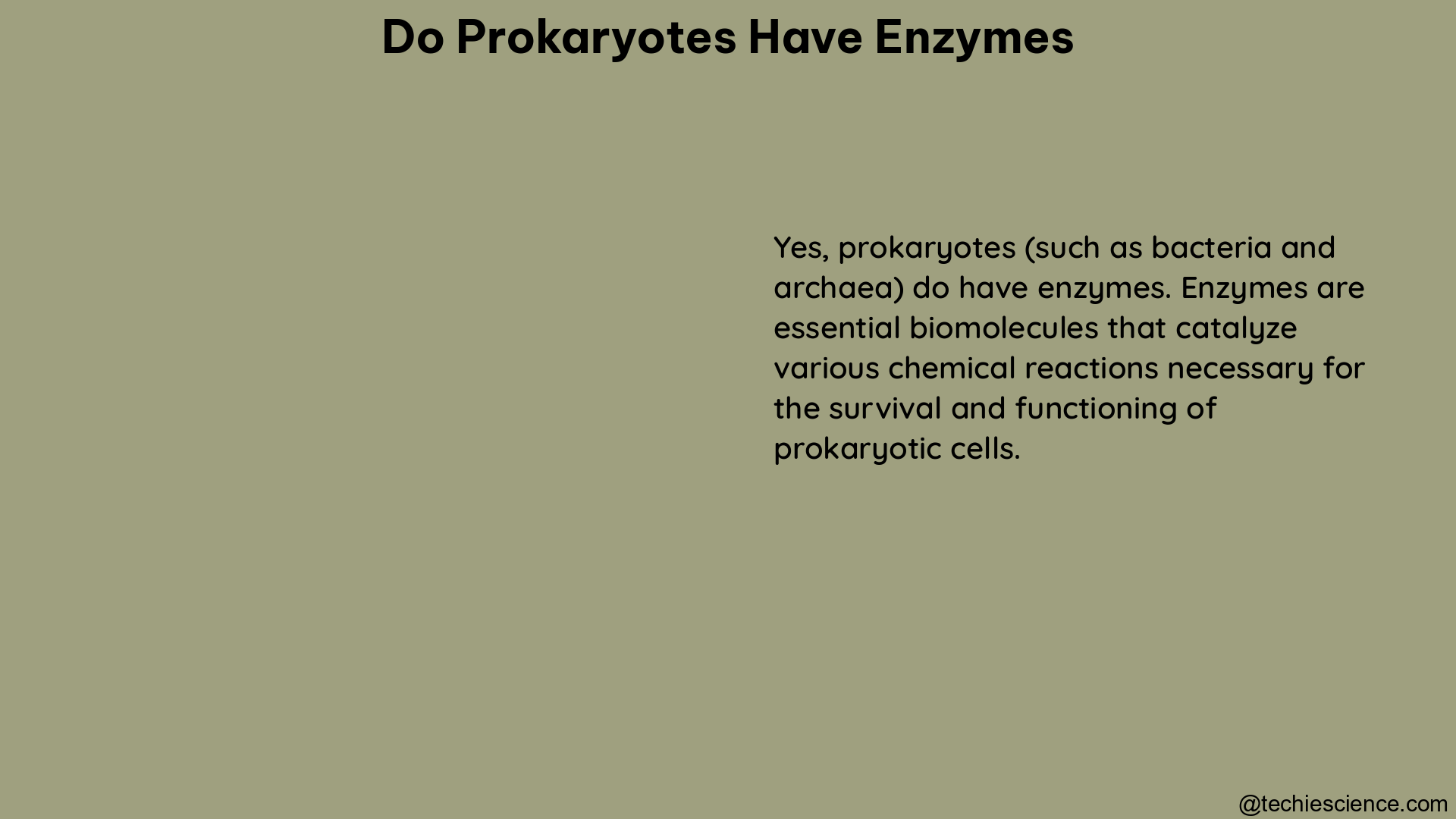 do prokaryotes have enzymes