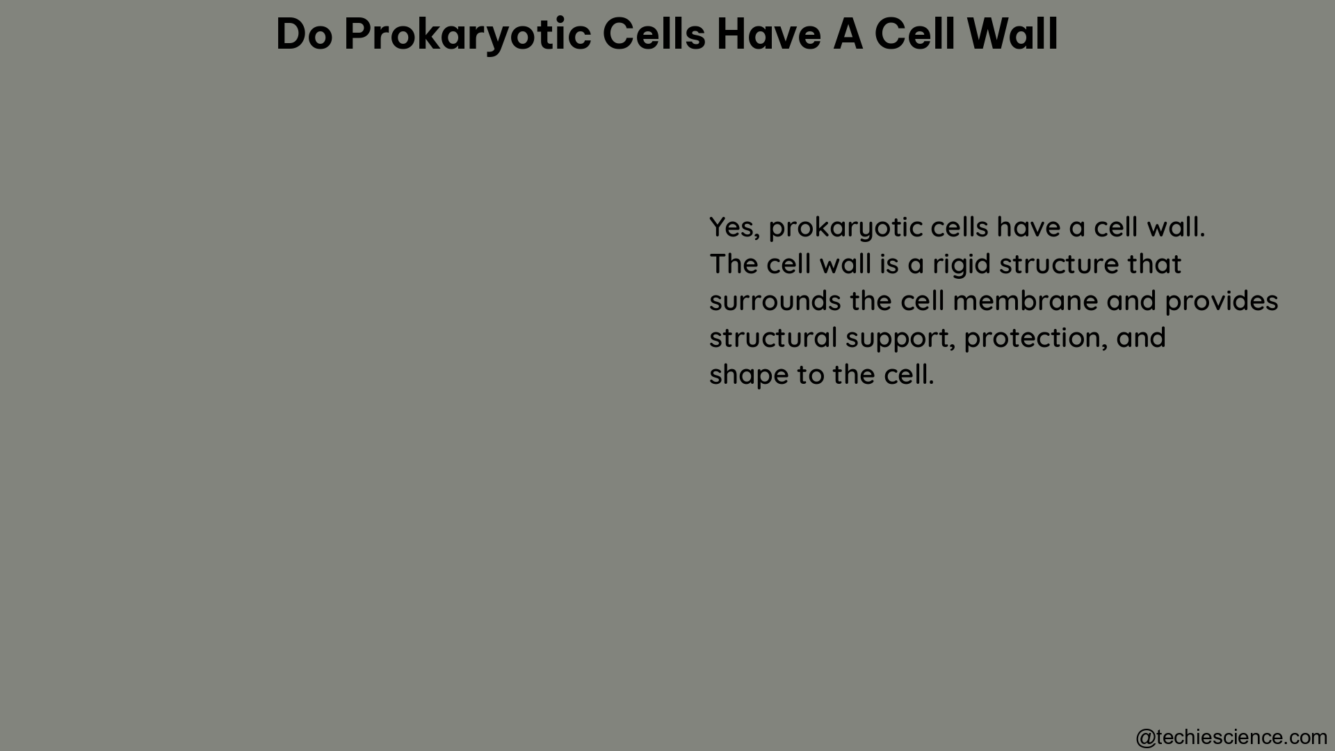 do prokaryotic cells have a cell wall