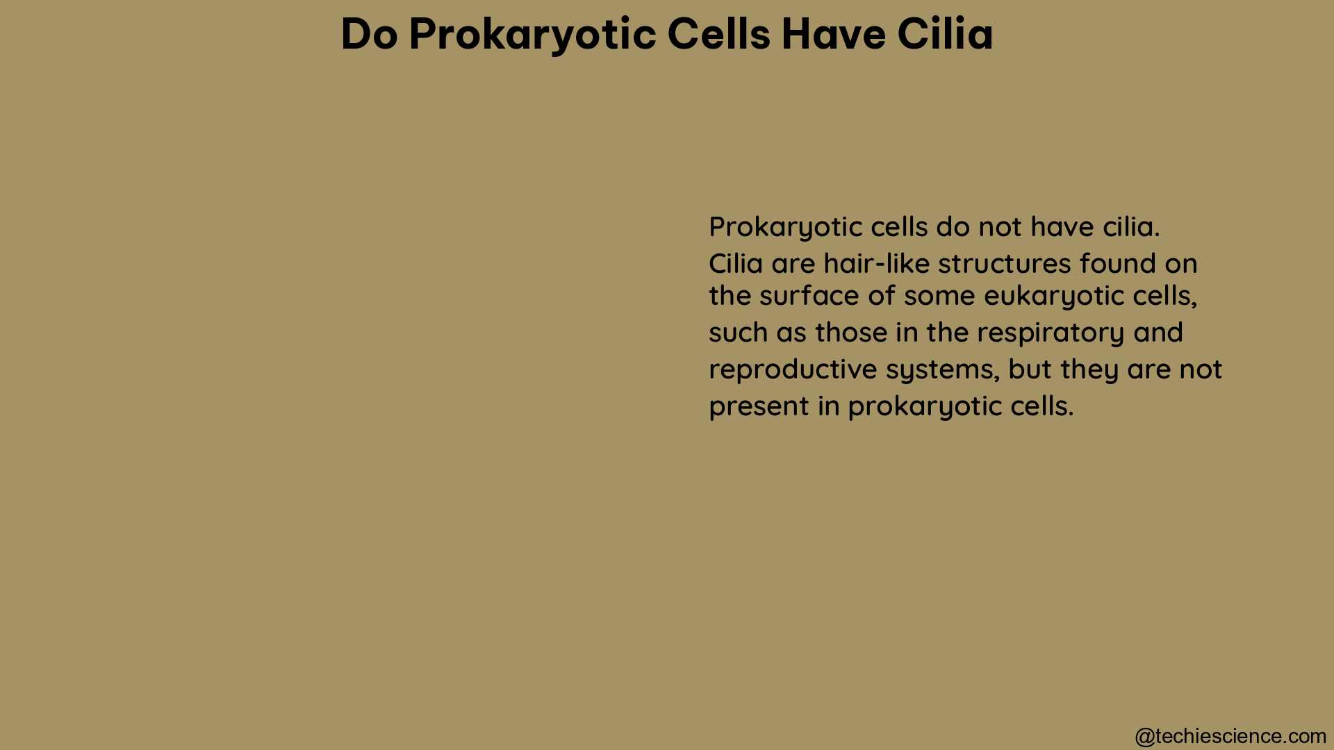 do prokaryotic cells have cilia