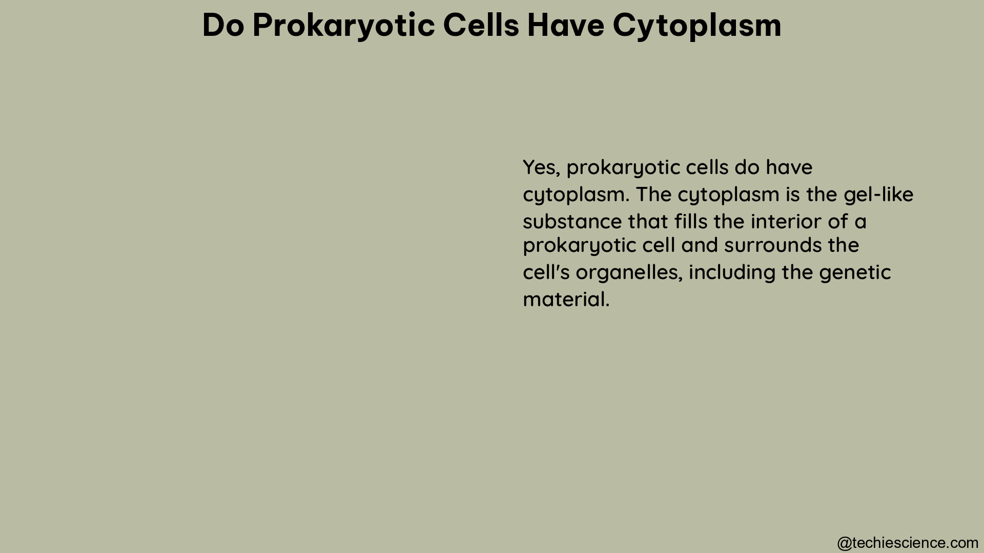 do prokaryotic cells have cytoplasm