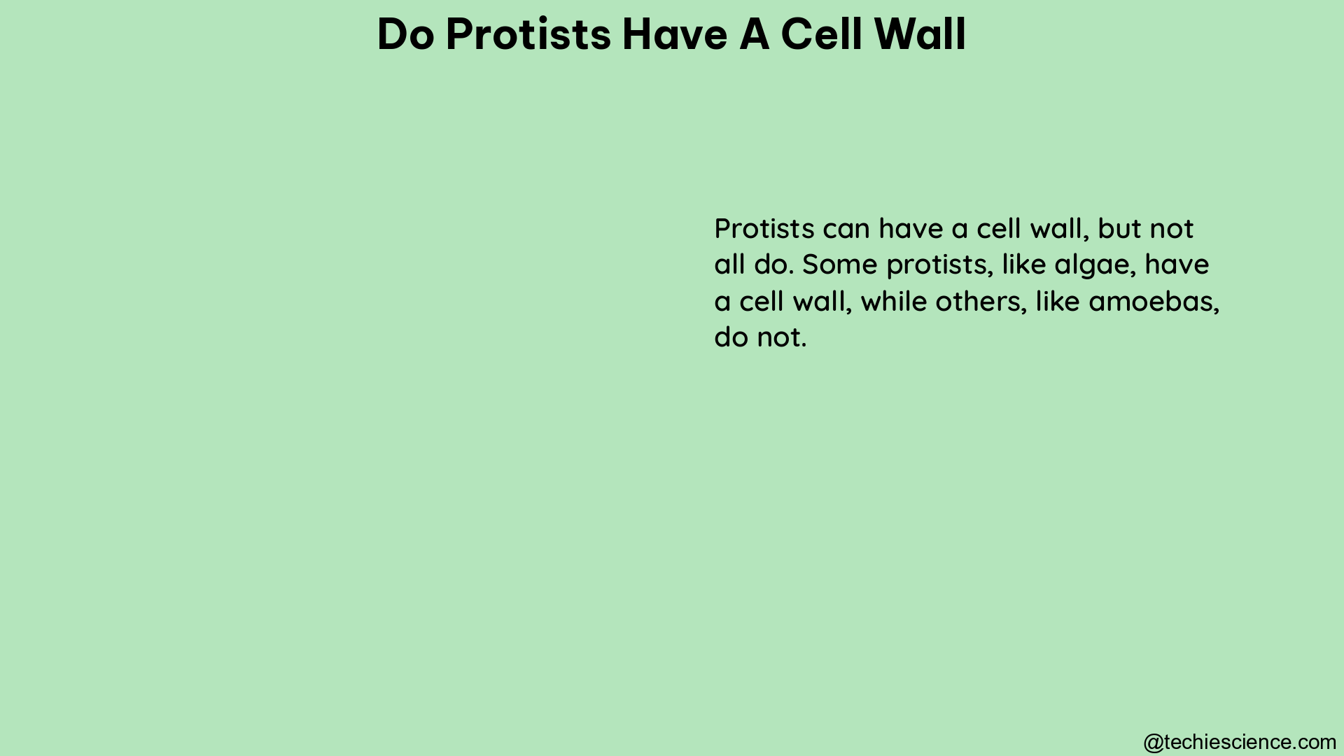 do protists have a cell wall